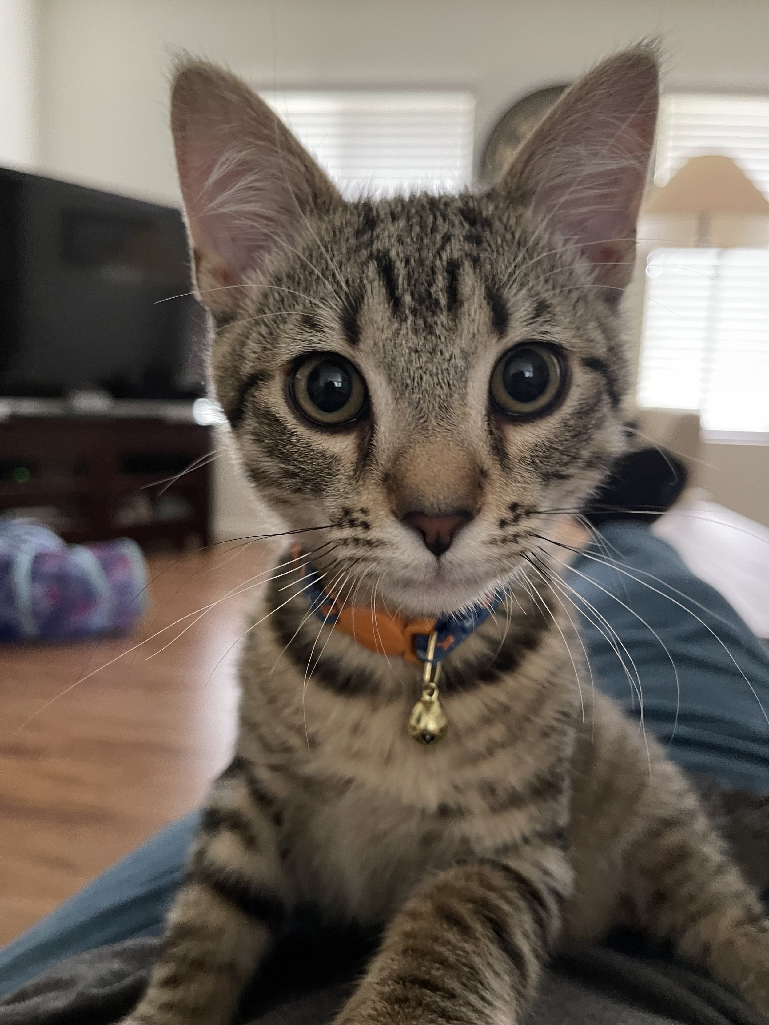Close-up of a young tabby kitten with greenish eyes, wearing a collar with a small bell, looking directly into the camera in a living room.