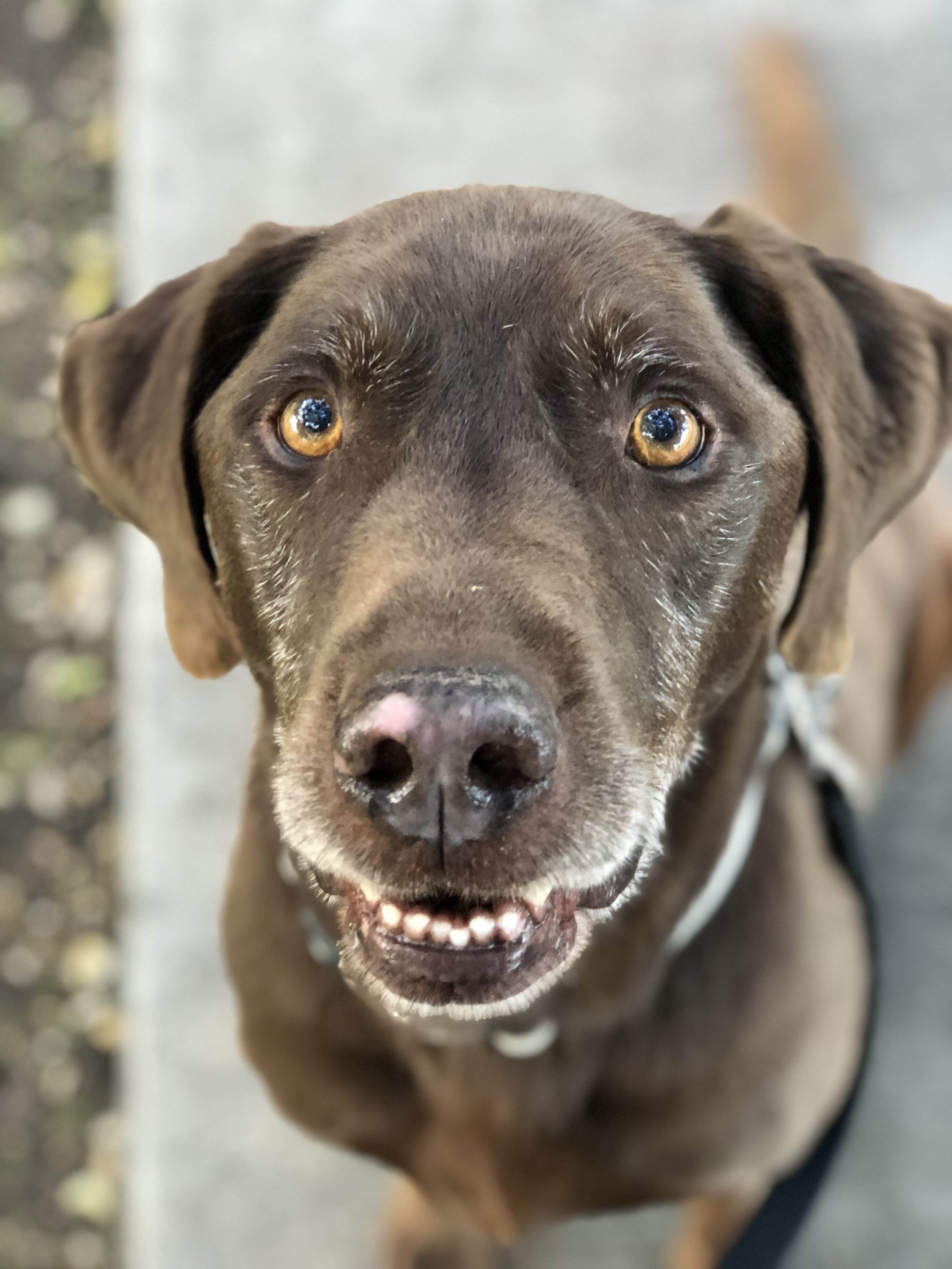 Close-up of a brown dog with amber eyes looking directly at the camera, showing a happy expression with its mouth slightly open and teeth visible.