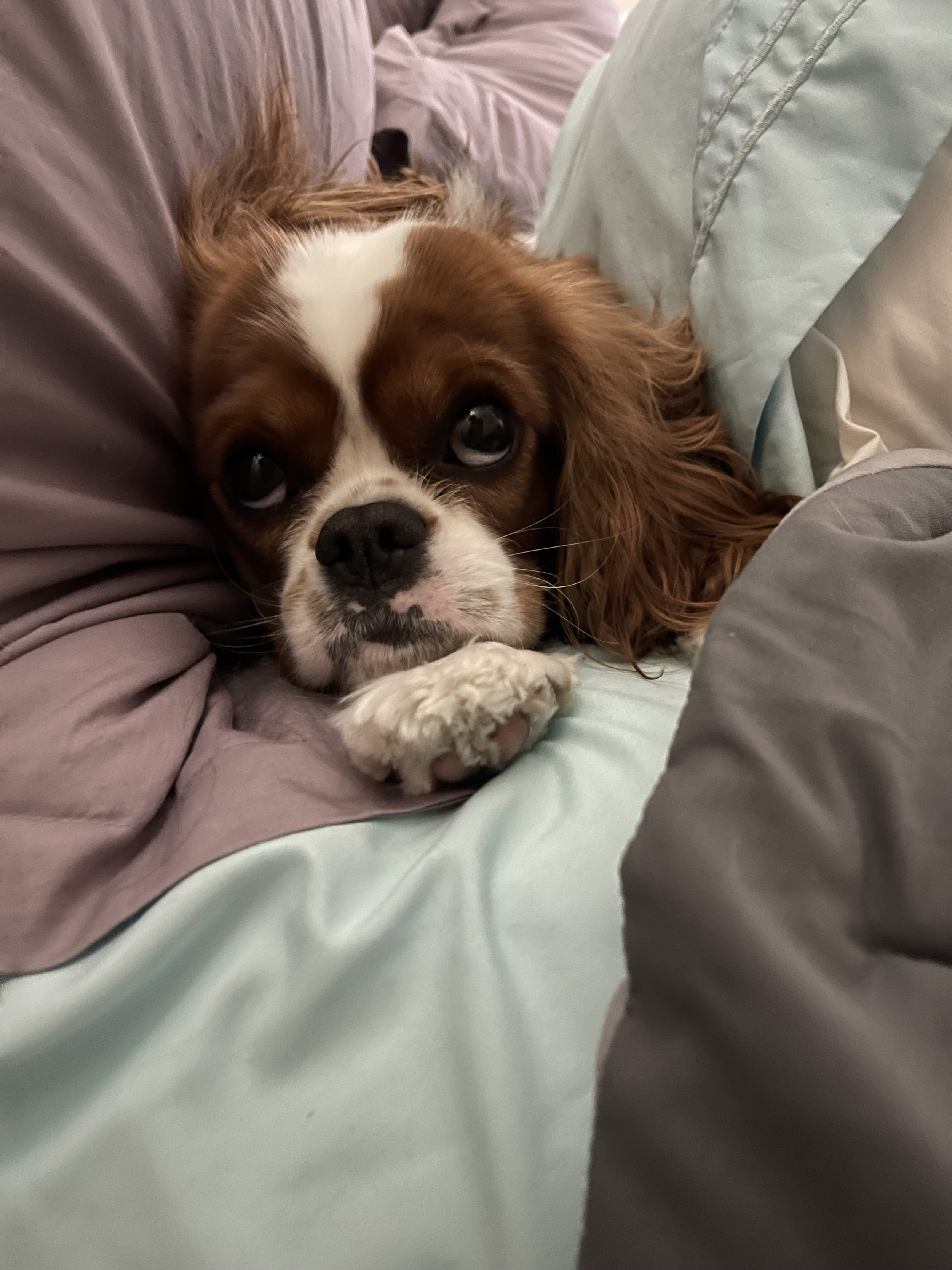 A Cavalier King Charles Spaniel dog resting on a bed, lying on its side with its head on a pillow, looking directly at the camera with big, soulful eyes.