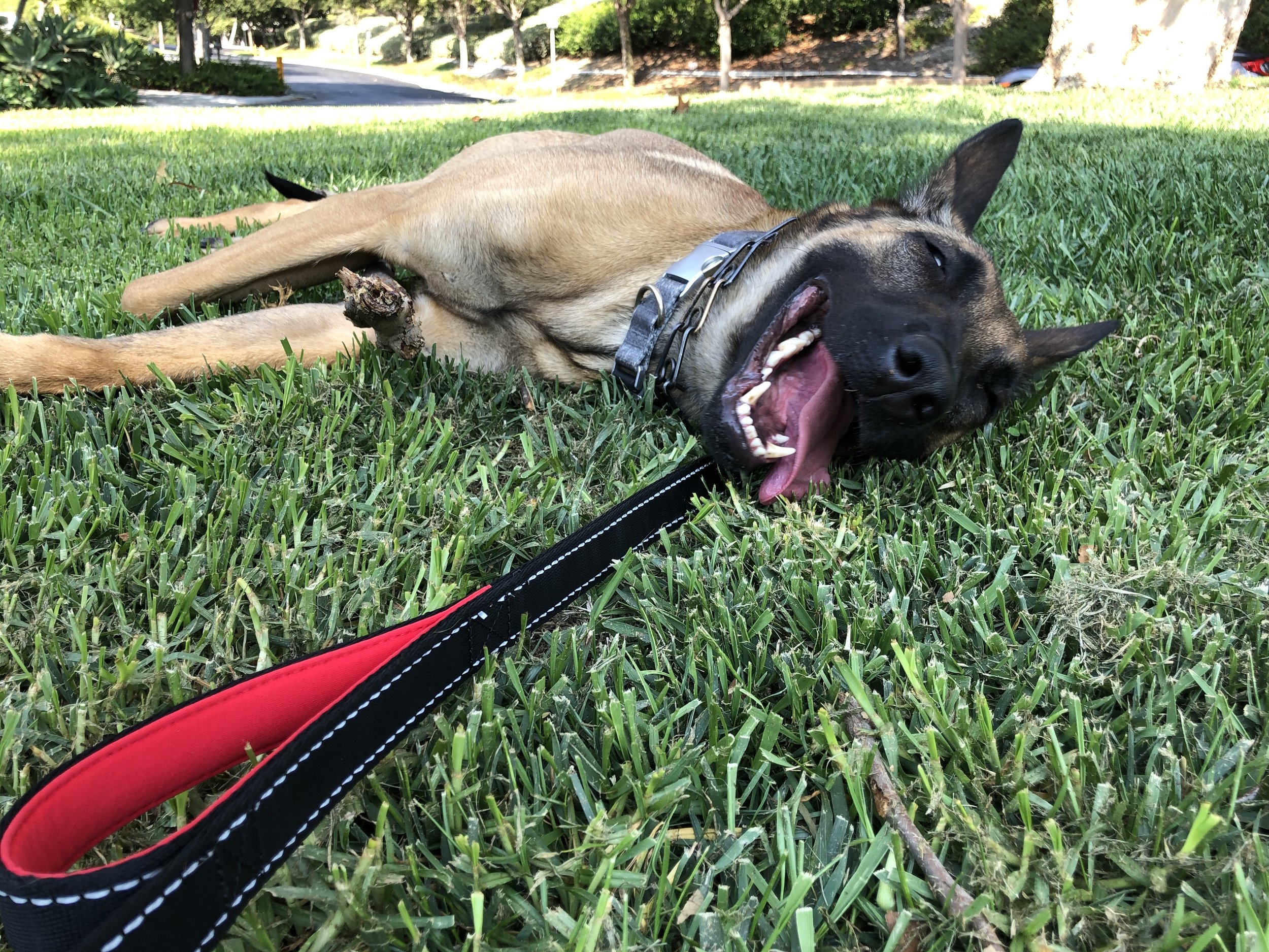 A playful brown and black dog lying on its side on green grass, smiling with eyes closed, tongue out, wearing a collar and leash attached to a red and black strap.