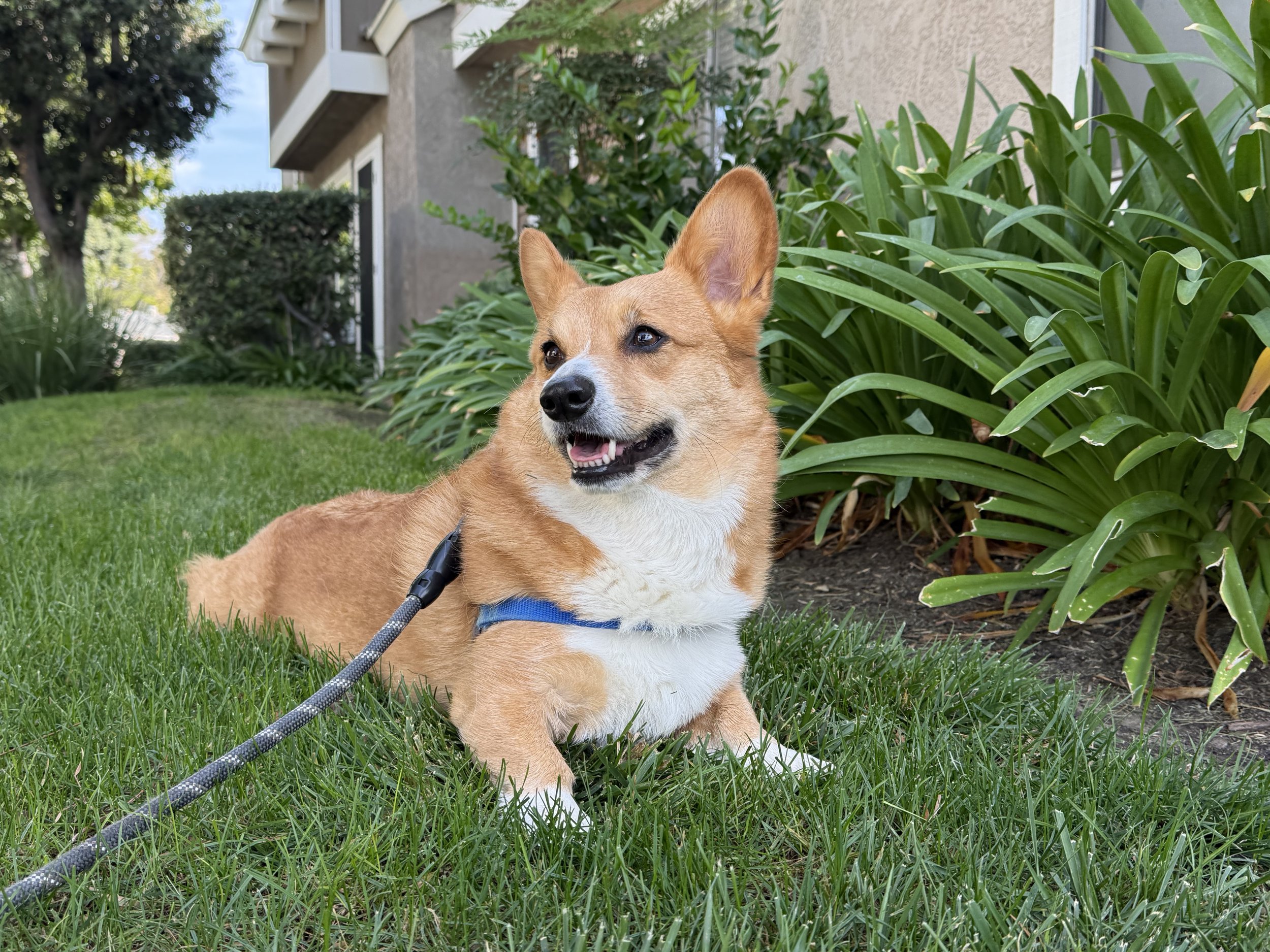 A happy Corgi dog with brown and white fur lying on green grass next to large leafy plants, during daytime in an outdoor garden area.