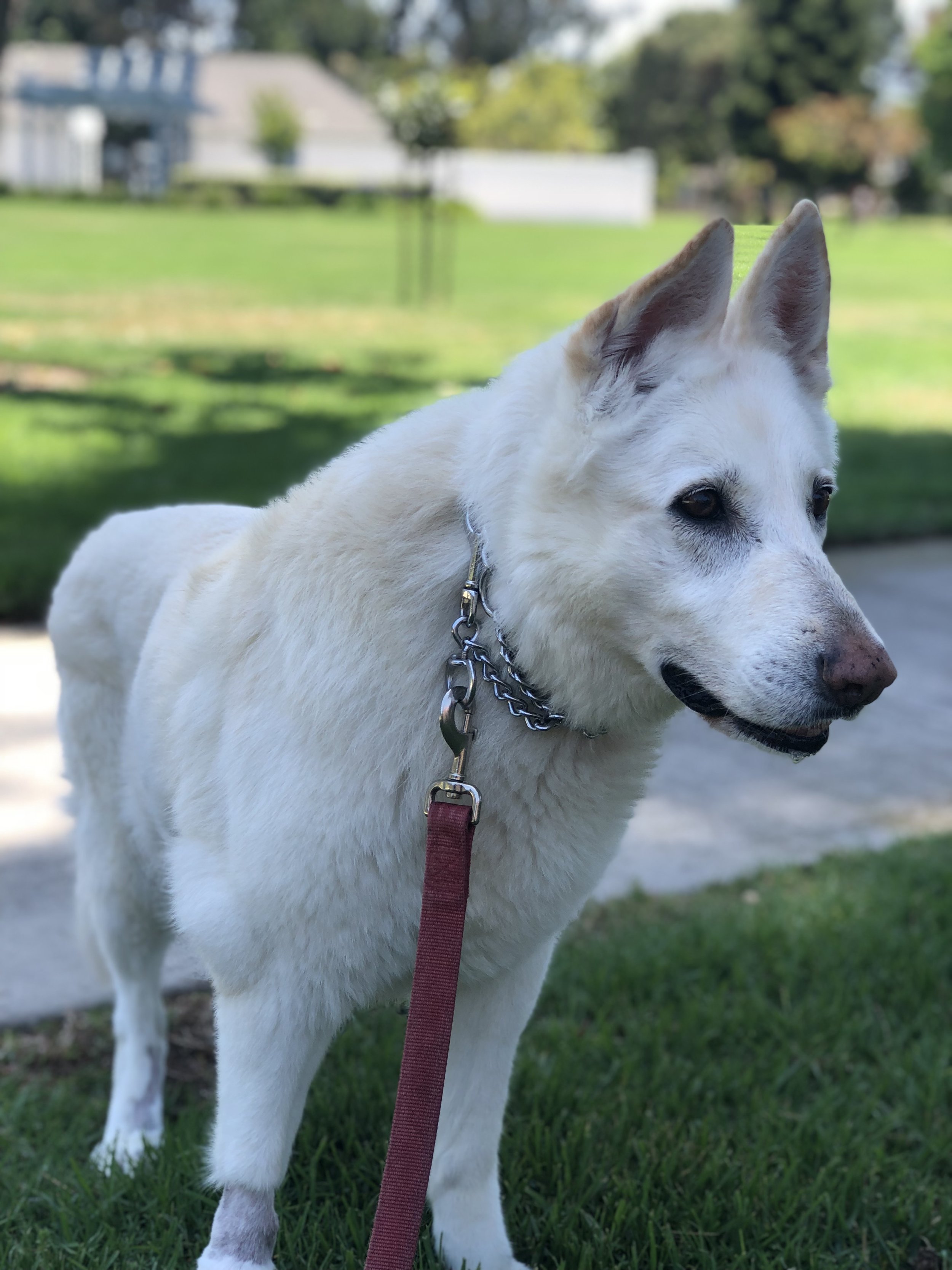 A white dog with pointy ears standing on grass in a park, with a blurred background of trees and houses.
