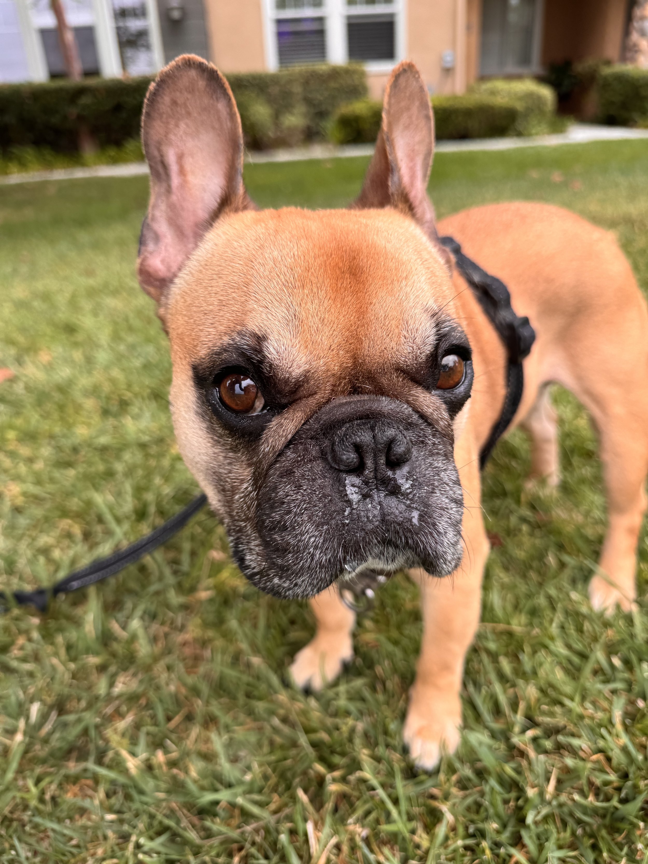 Close-up of a tan French Bulldog with black markings on the face, standing on green grass. In the background are bushes and a building.