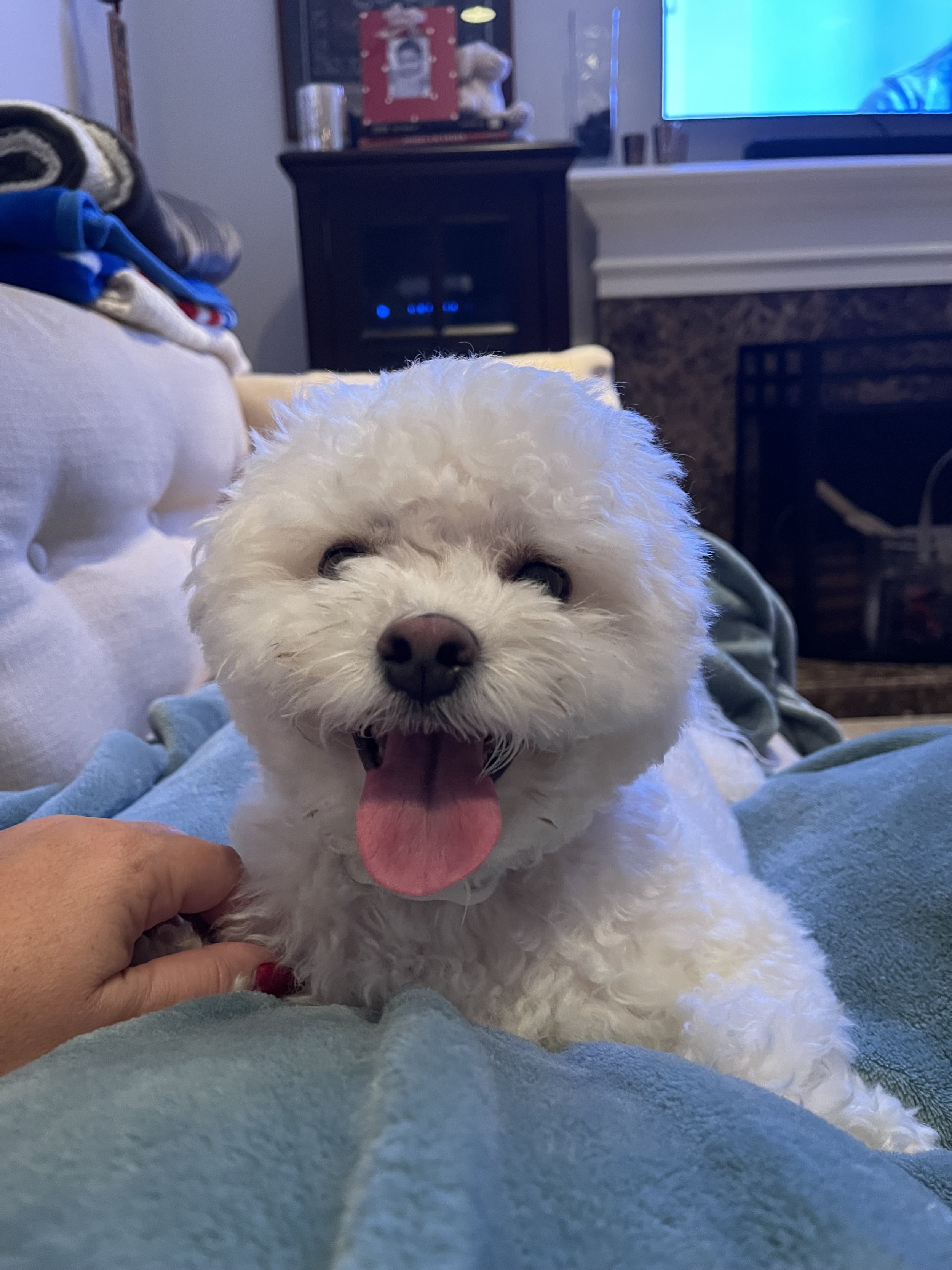 A small, fluffy white dog with a pink tongue hanging out, lying on a blue blanket.