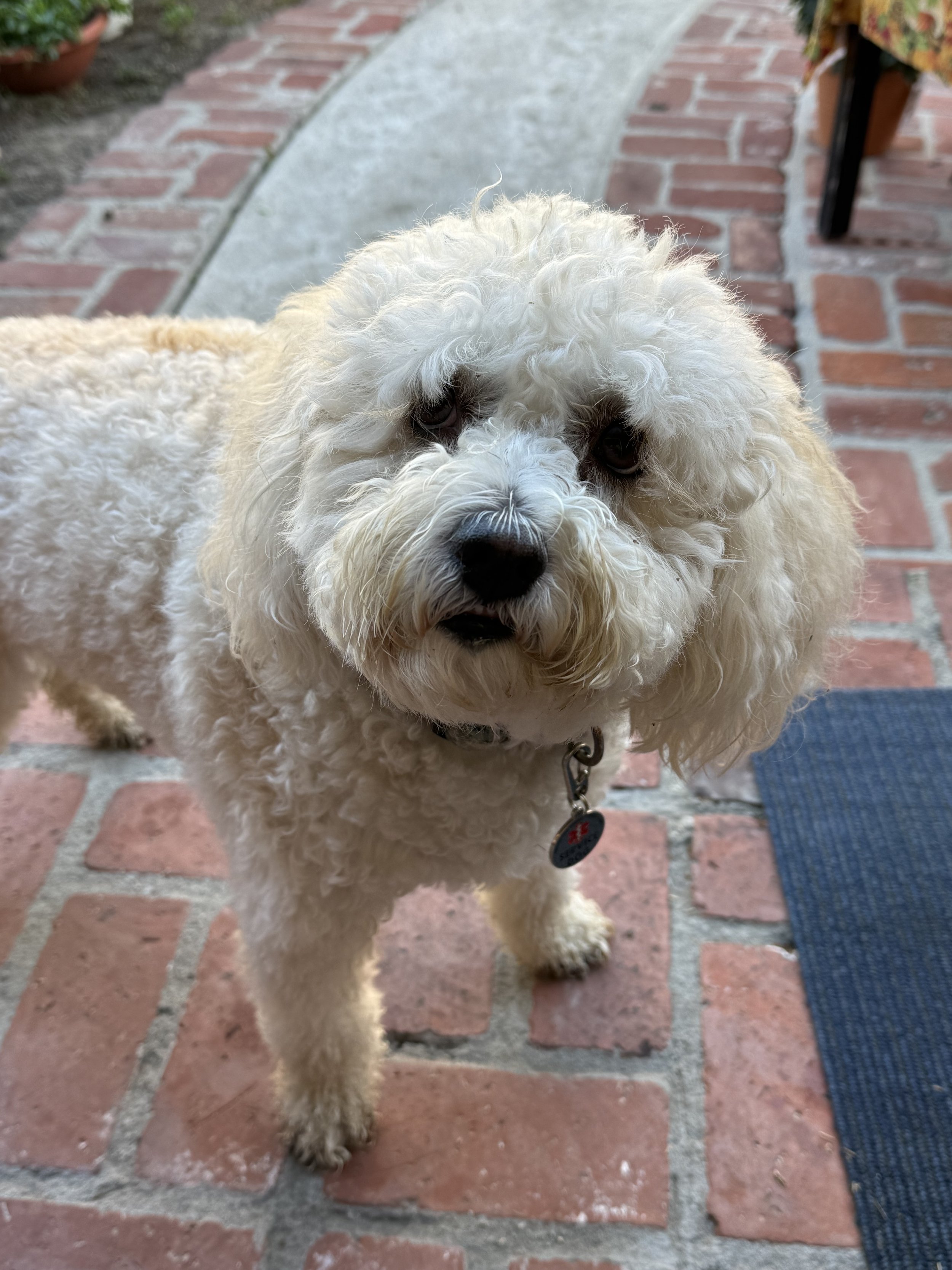 A fluffy, cream-colored dog with curly fur standing on a brick and concrete patio, looking up at the camera.