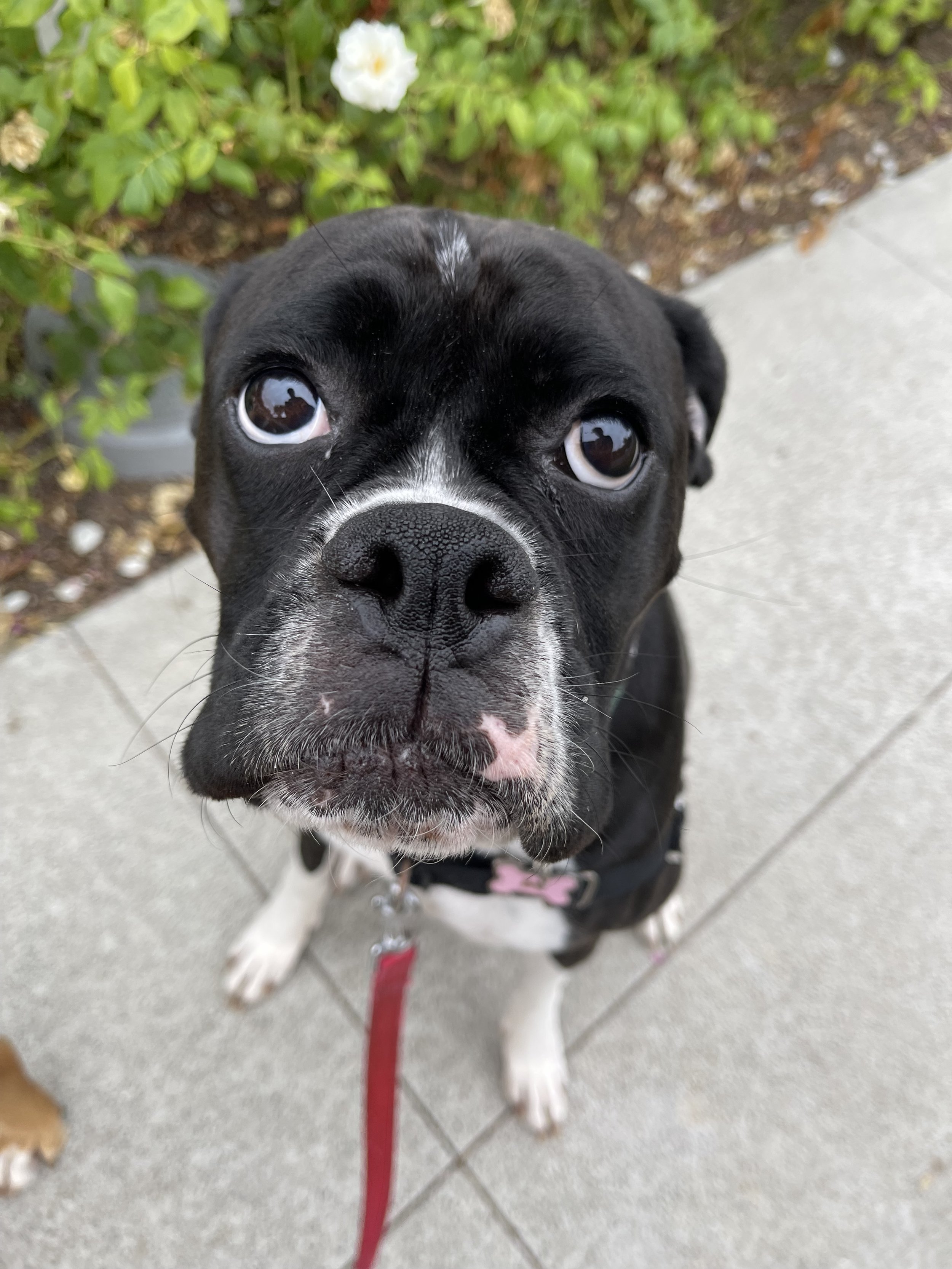 Close-up of a black and white dog with expressive eyes sitting on a sidewalk, with green bushes and white flowers in the background.