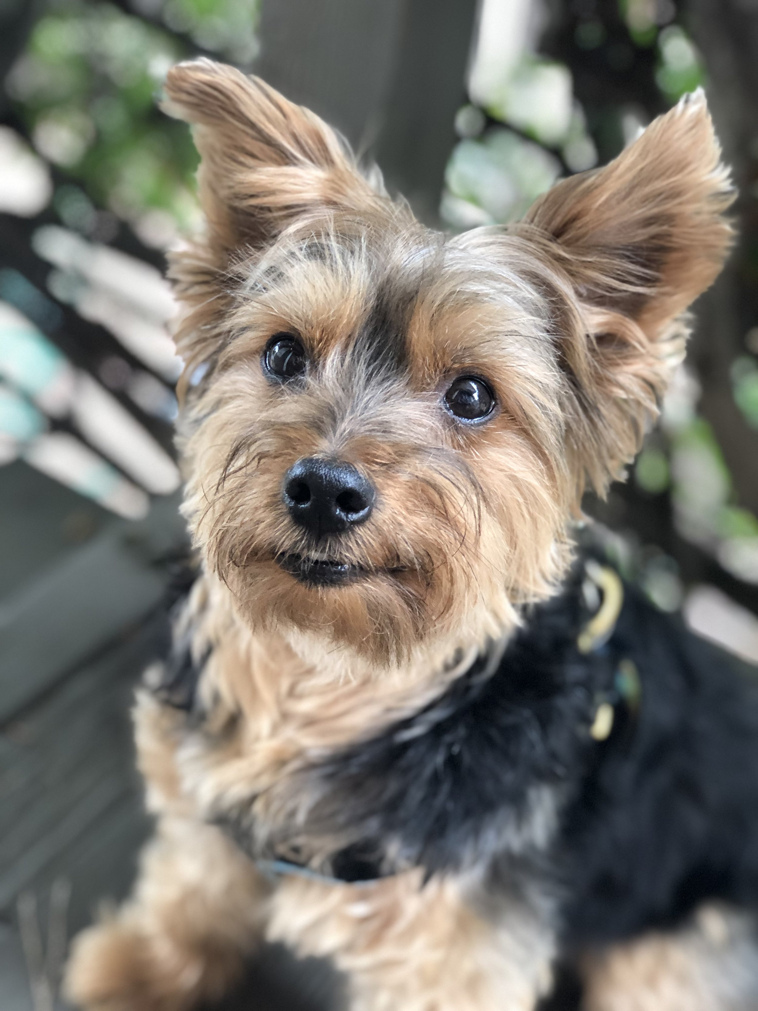 Close-up of a small dog with large ears, black nose, and fluffy fur, looking directly at the camera.