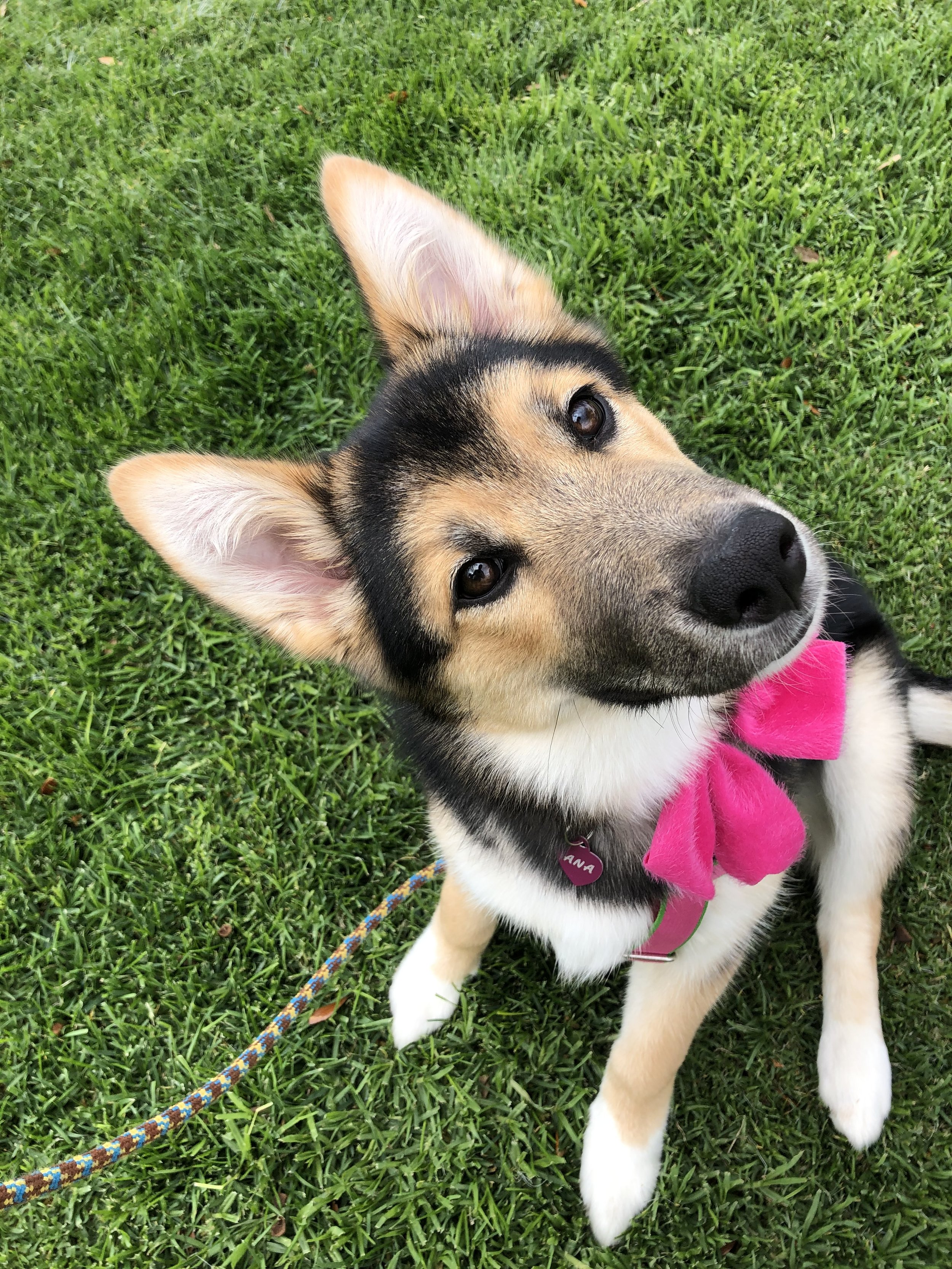 A young dog with black, tan, and white fur, sitting on green grass, wearing a pink bow and collar with a heart-shaped tag, looking up at the camera.