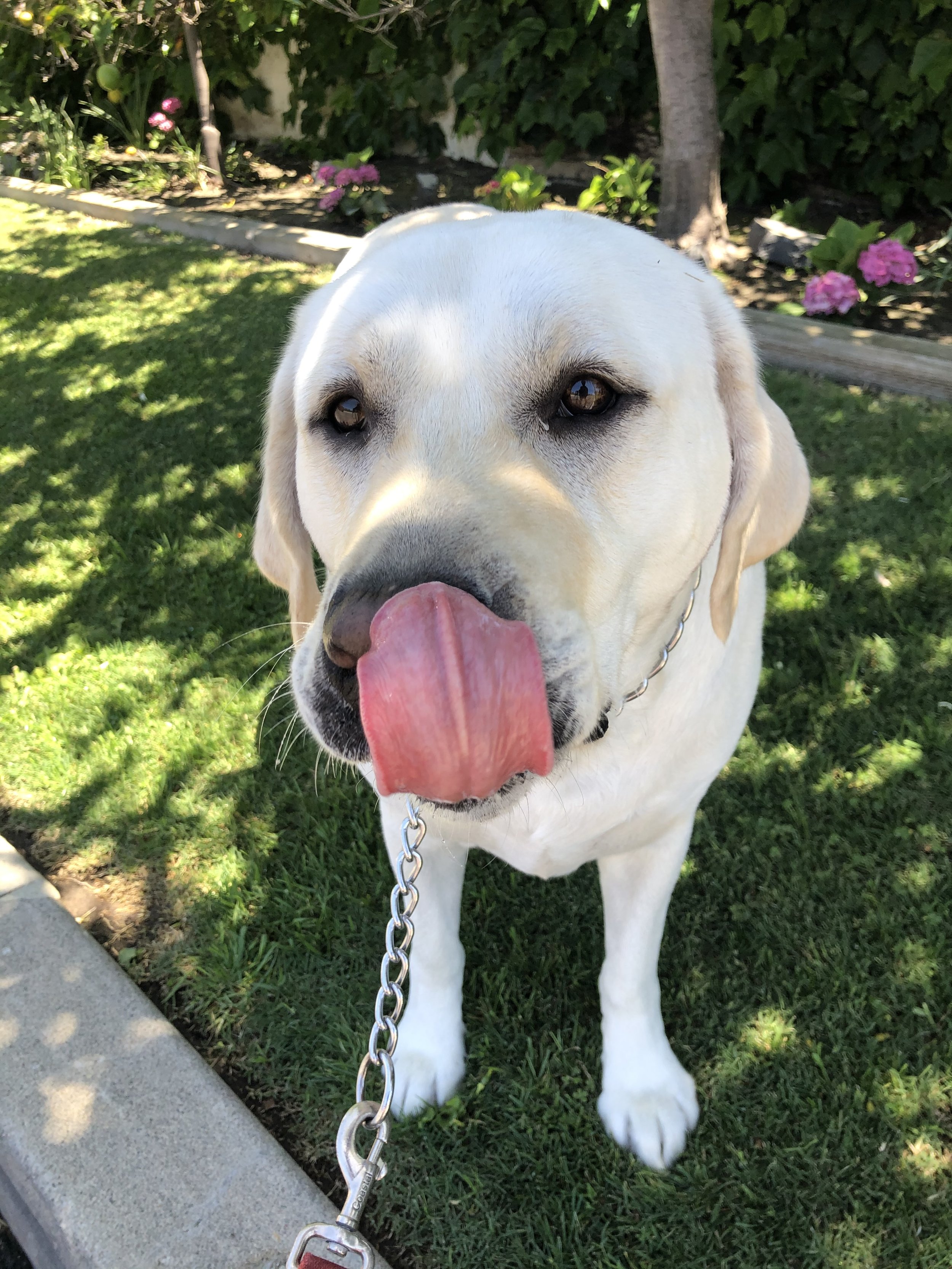A yellow Labrador Retriever dog sticking out its tongue, standing on grass in a backyard with pink flowers and green plants in the background.