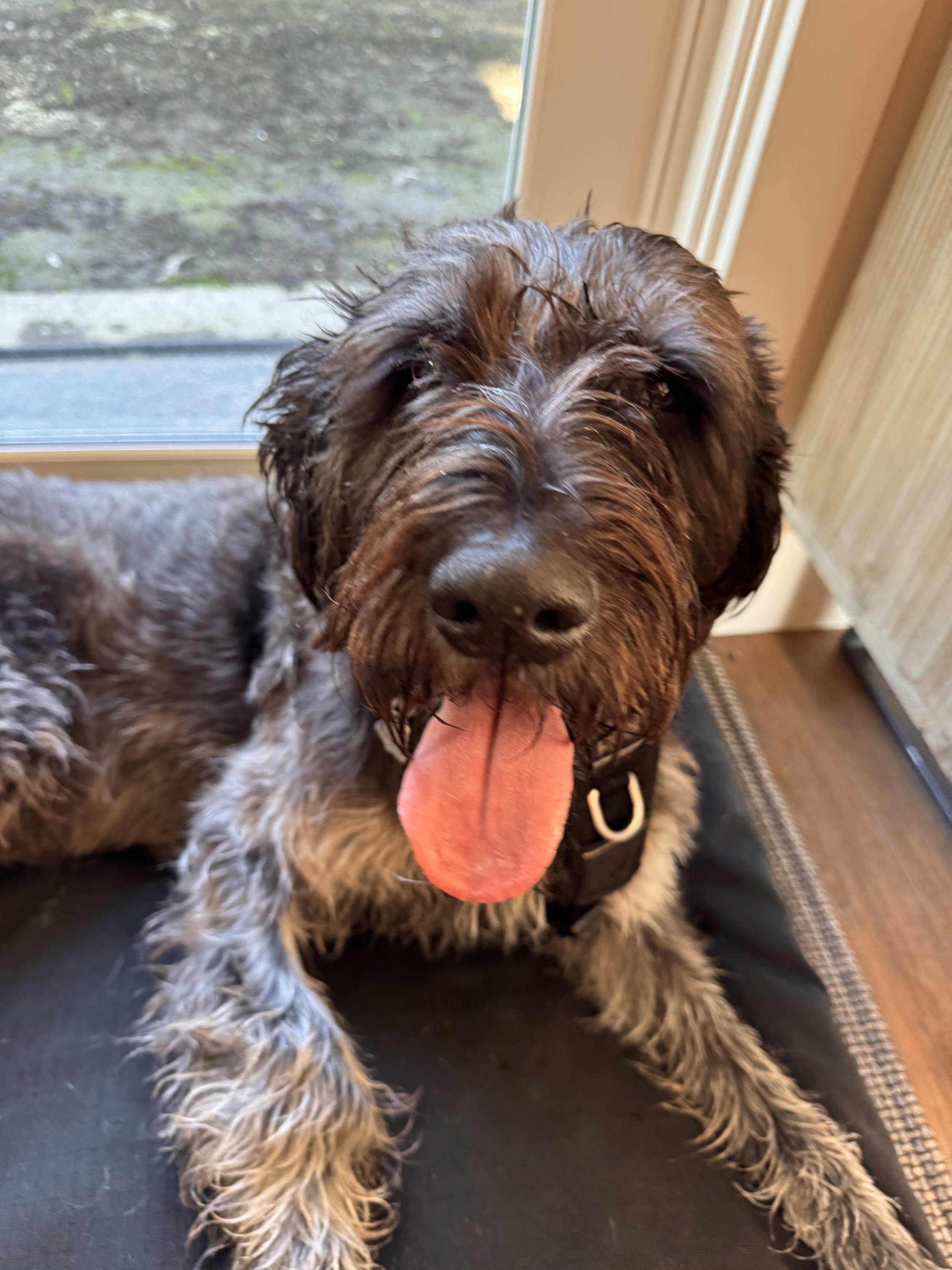 A wet, long-haired brown and gray dog with a pink tongue hanging out, sitting on a black mat near a door and a window.