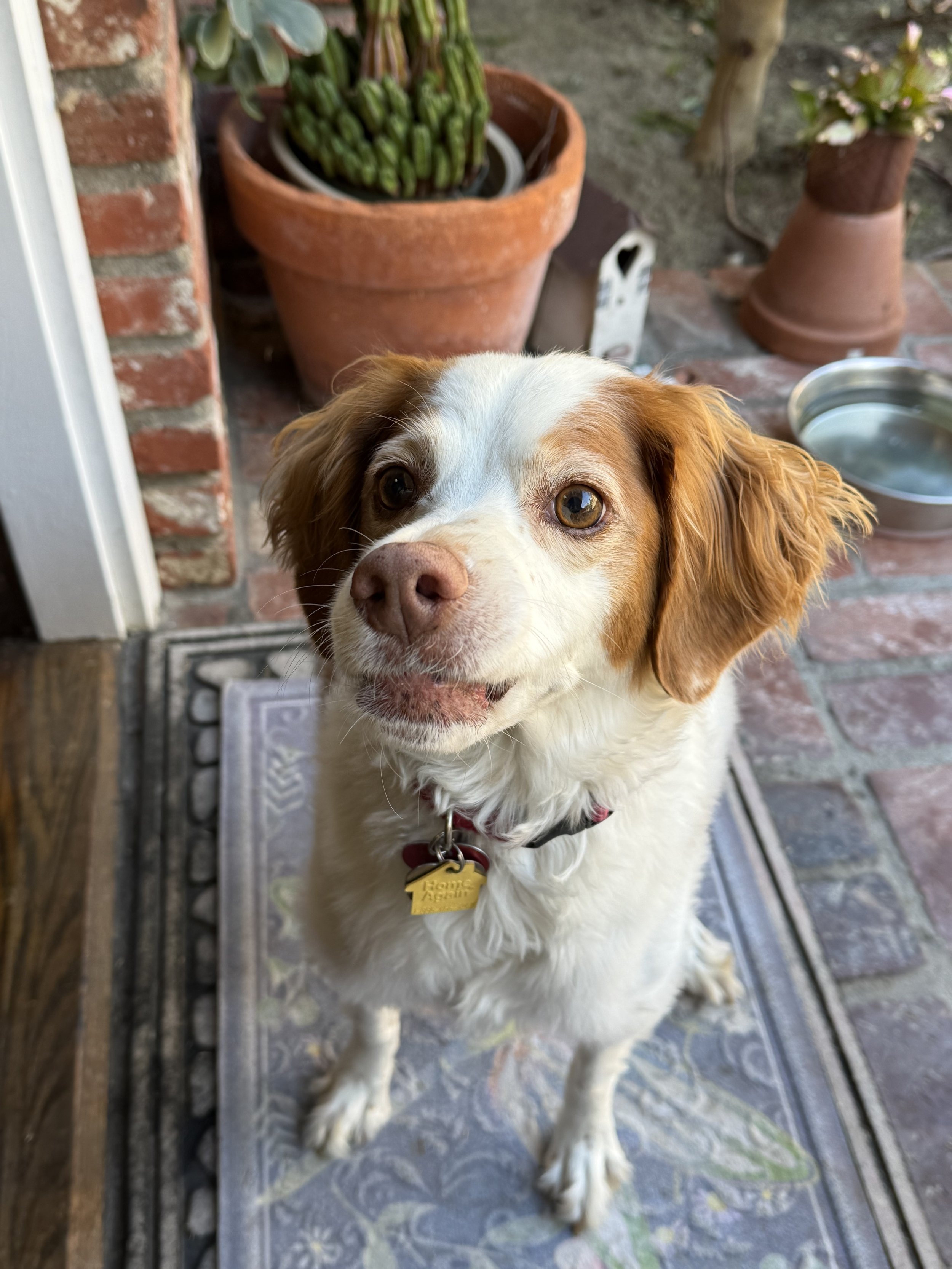 A brown and white dog with floppy ears sitting on a decorative outdoor rug on a brick patio, looking up at the camera.