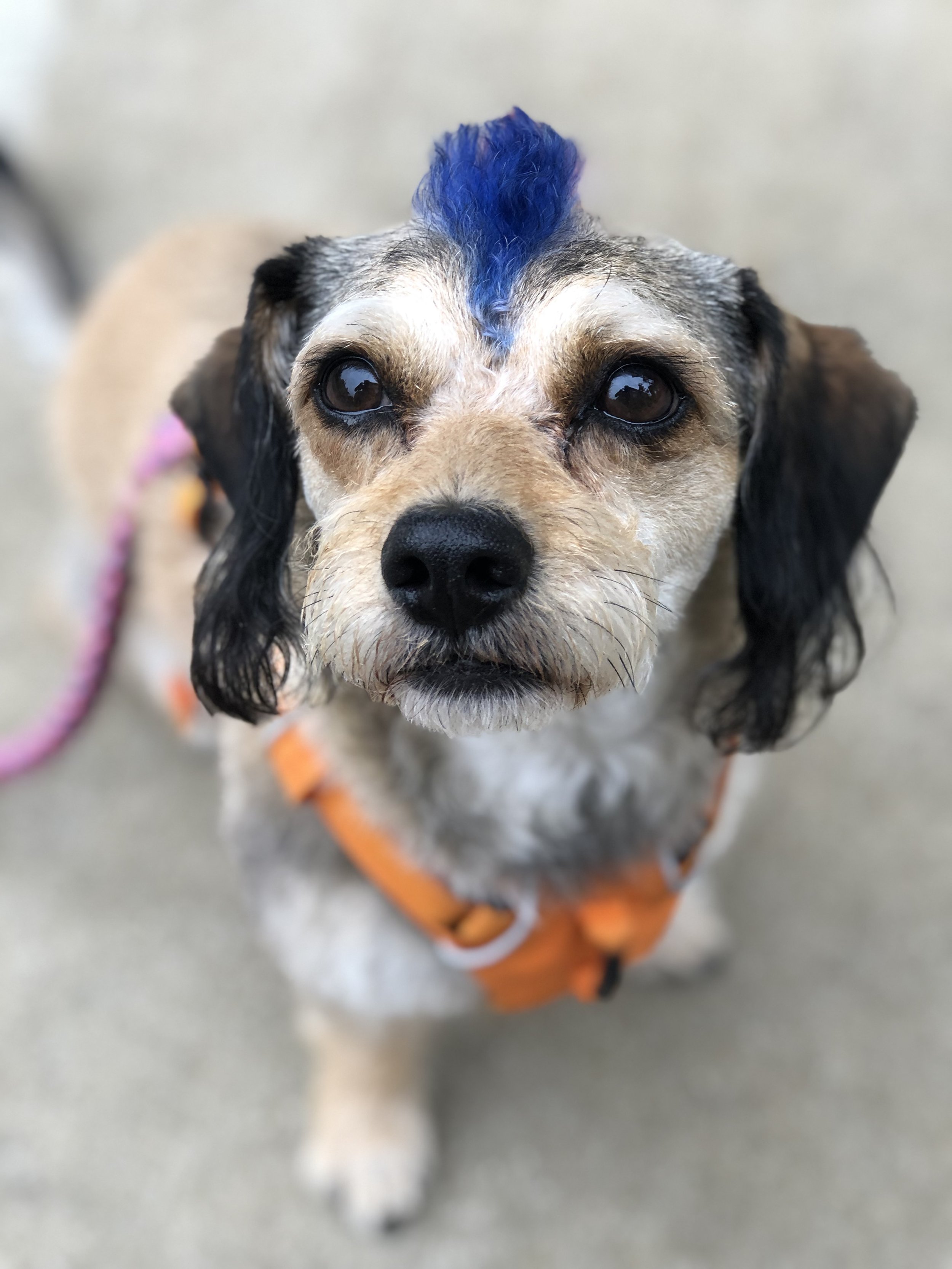 Close-up of a small dog with a blue mohawk haircut, wearing an orange harness, and standing on a concrete surface.