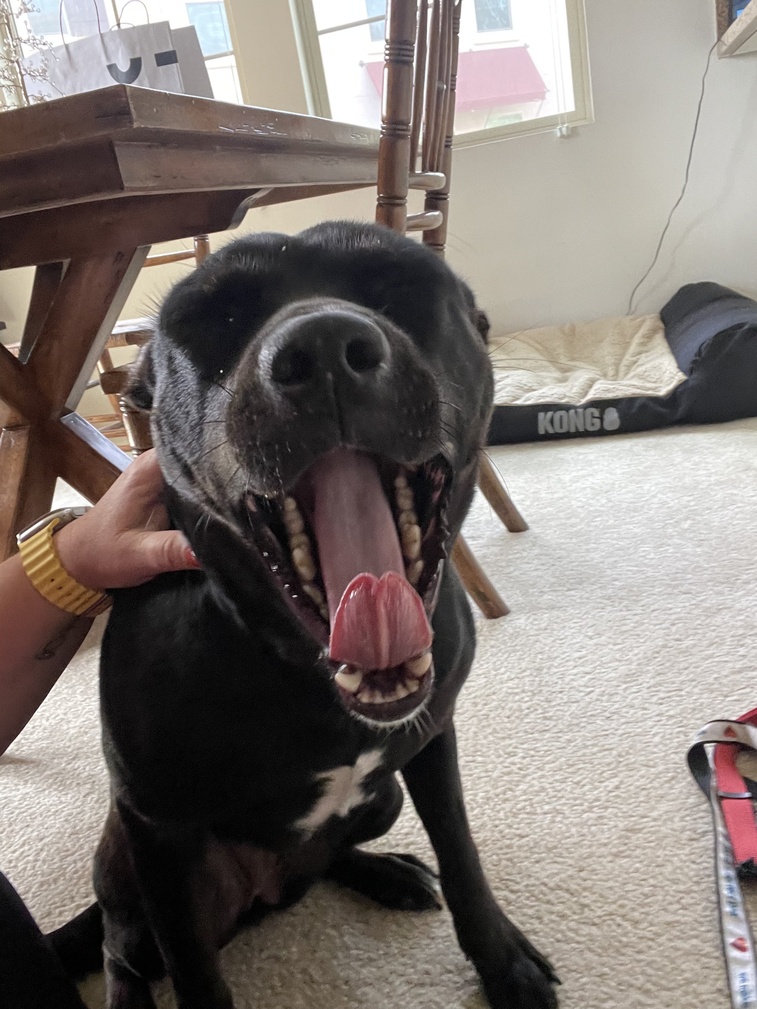 Black dog with white markings yawning indoors on beige carpet, with a person's hand petting its neck.
