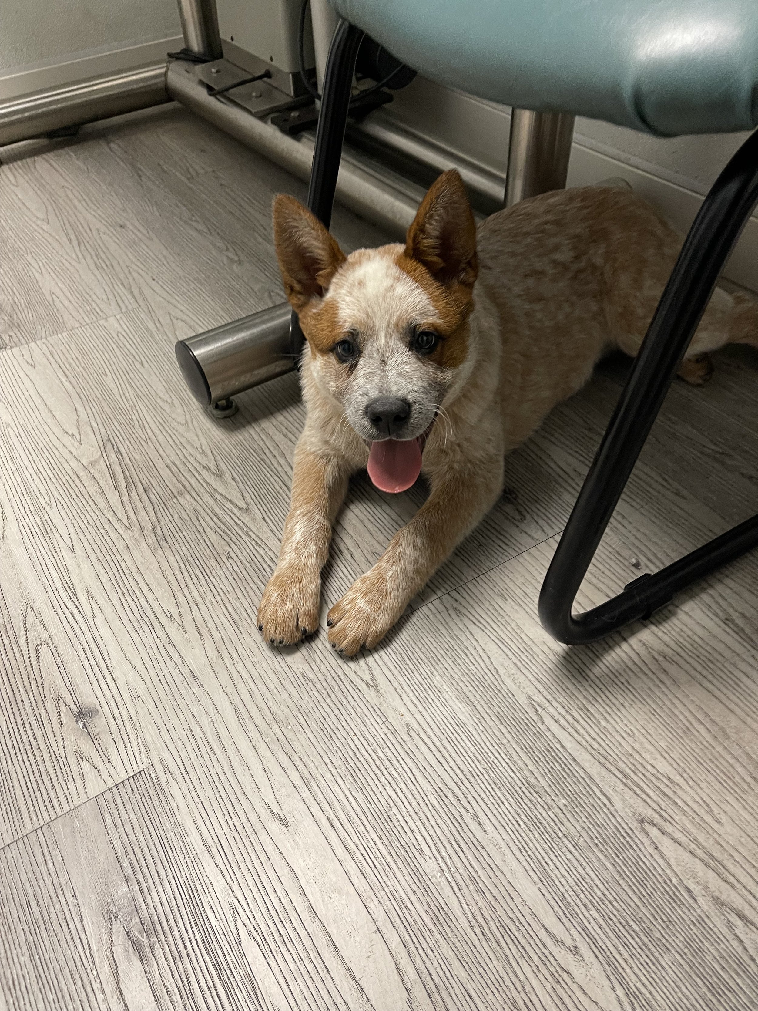 A happy puppy with tan and white fur, sitting on a light wood floor under a table, with its tongue out and ears perked up.