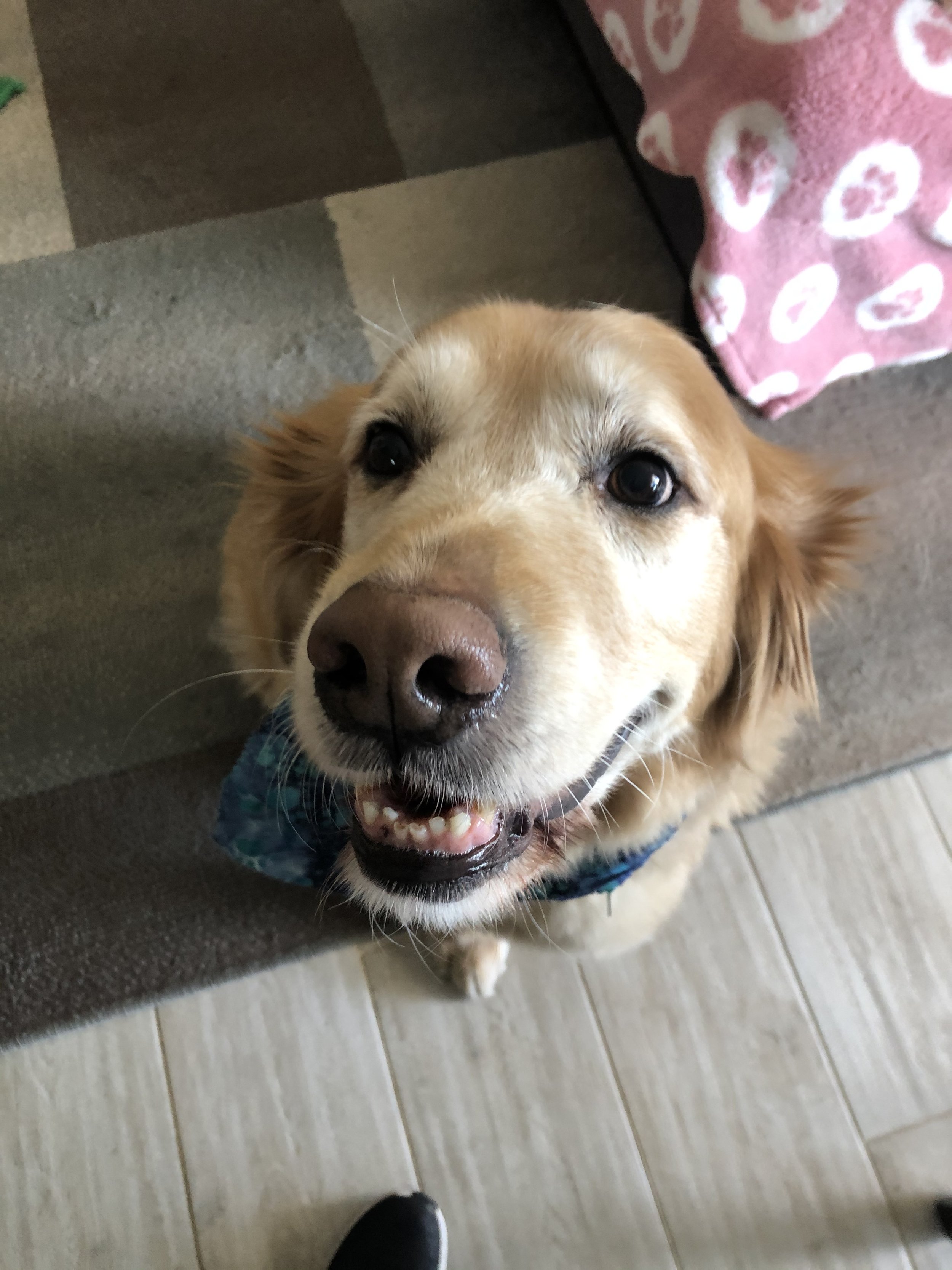 Close-up of a happy golden retriever with a blue bandana, looking up at the camera with a big smile.