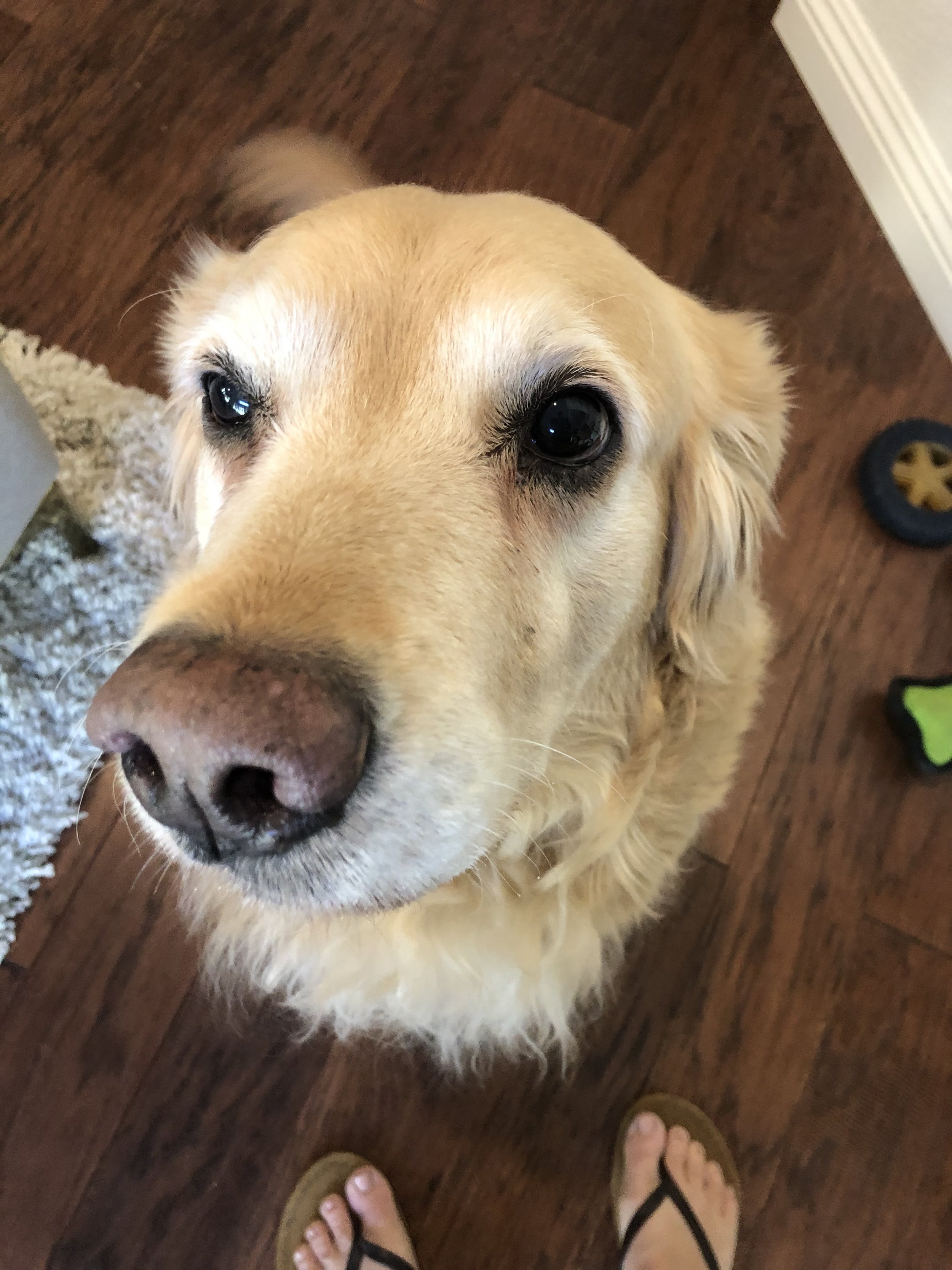Close-up of a golden retriever's face looking up at the camera, with a wooden floor in the background and feet in flip-flops at the bottom of the image.