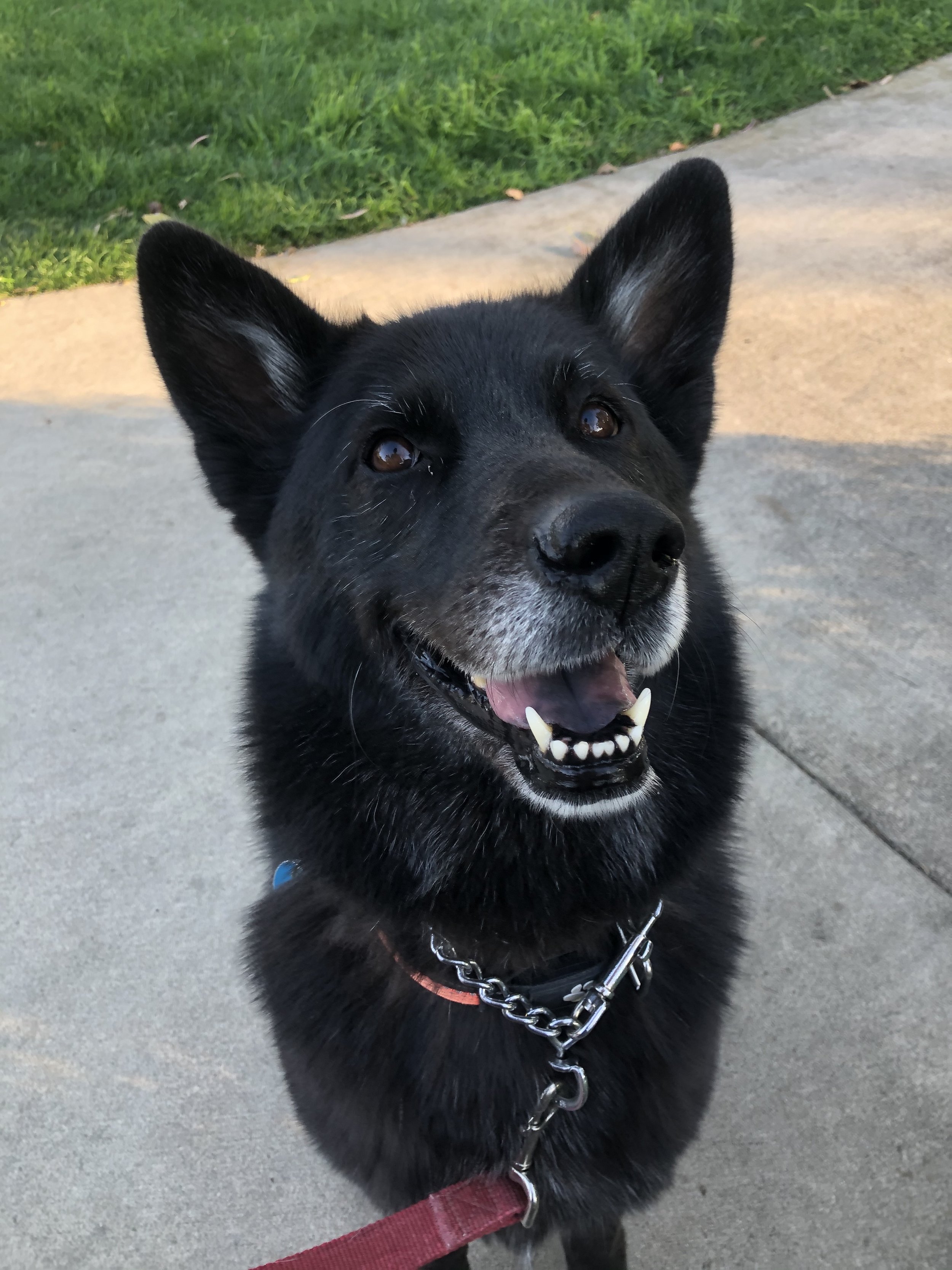 Close-up of a happy black dog with brown eyes, wearing a chain collar, standing on a sidewalk with green grass in the background.