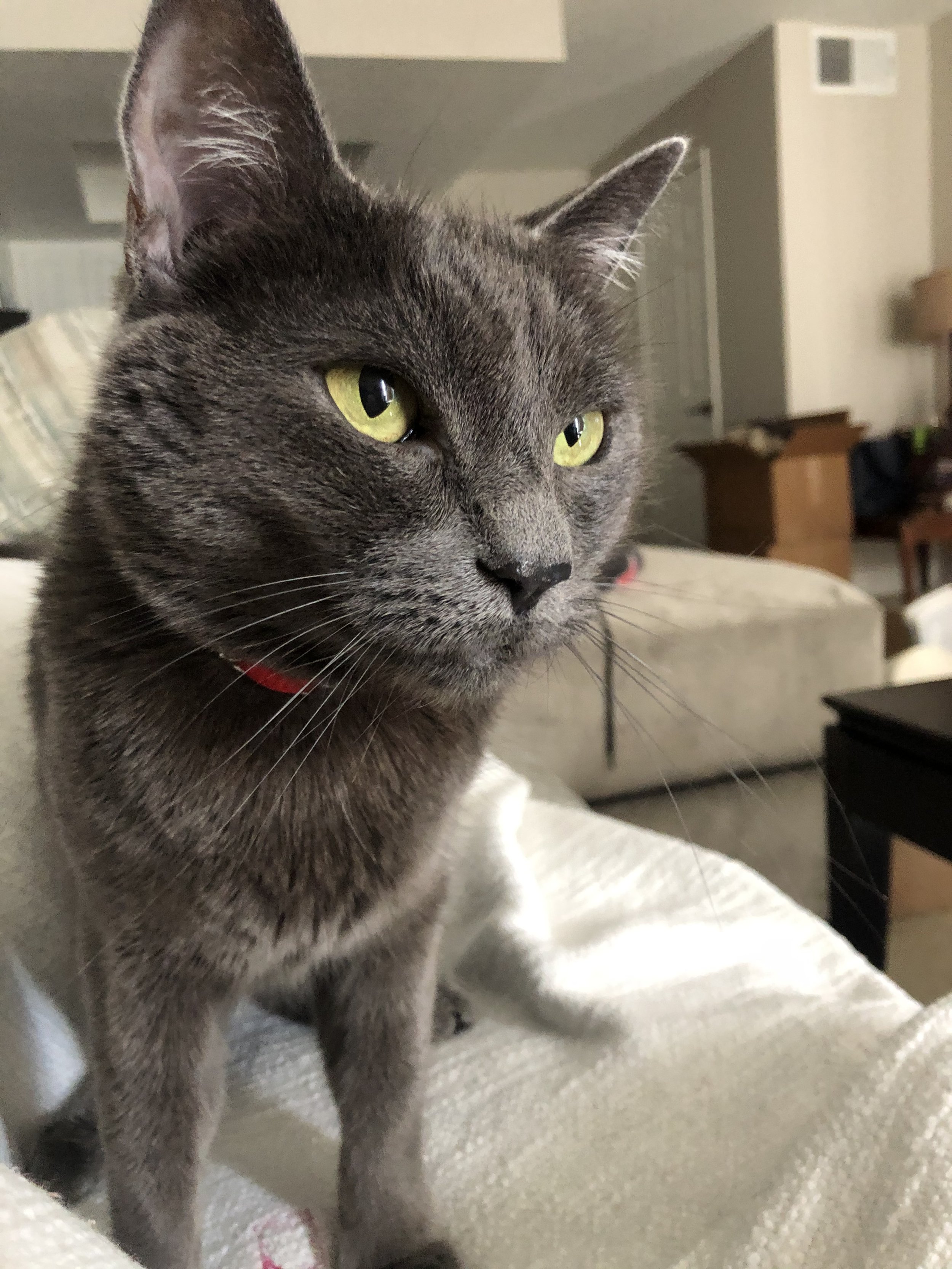 Close-up of a gray tabby cat with yellow-green eyes, wearing a red collar, sitting indoors.