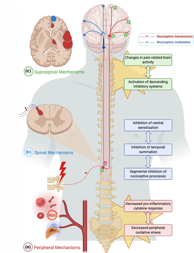 How Chiropractic Spinal Manipulation May Help Reduce Spine Pain — What the Science Says