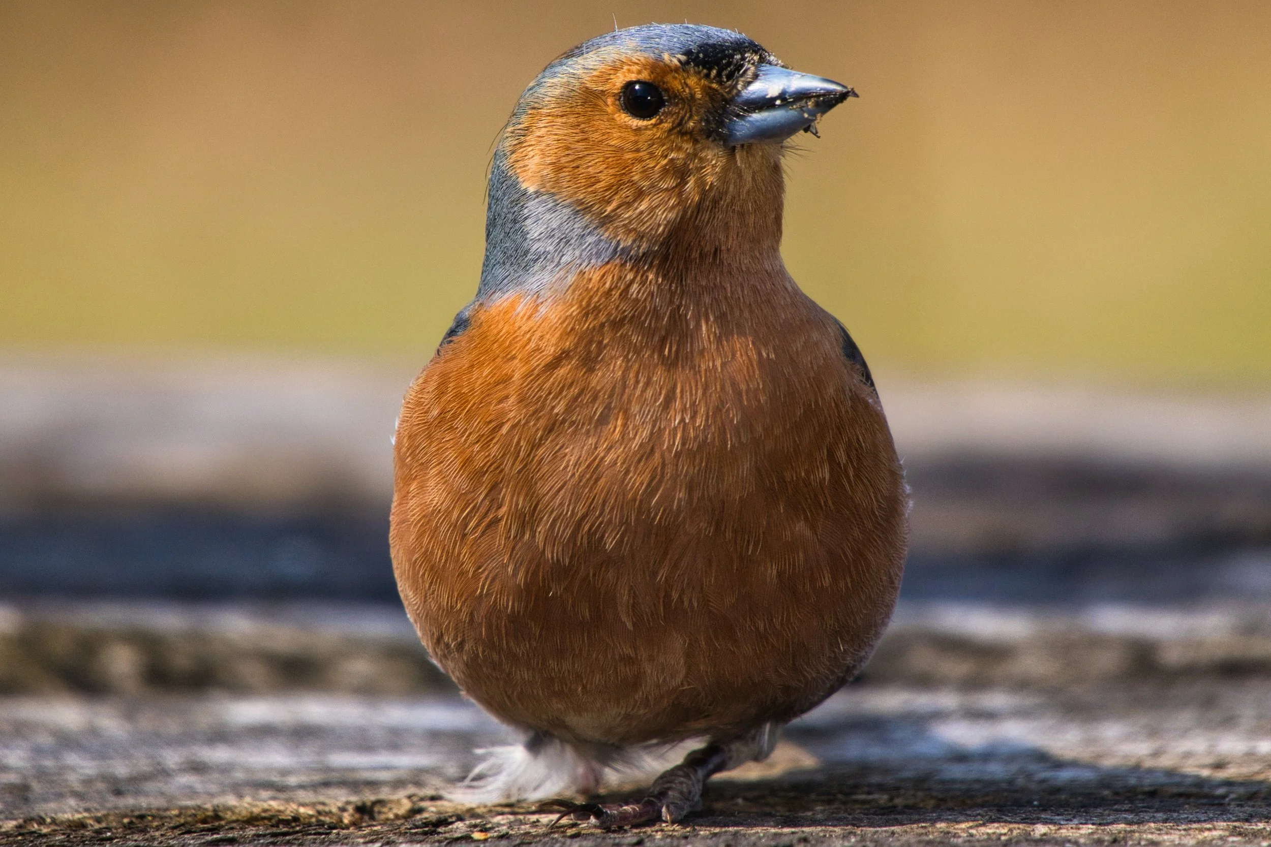 Birds