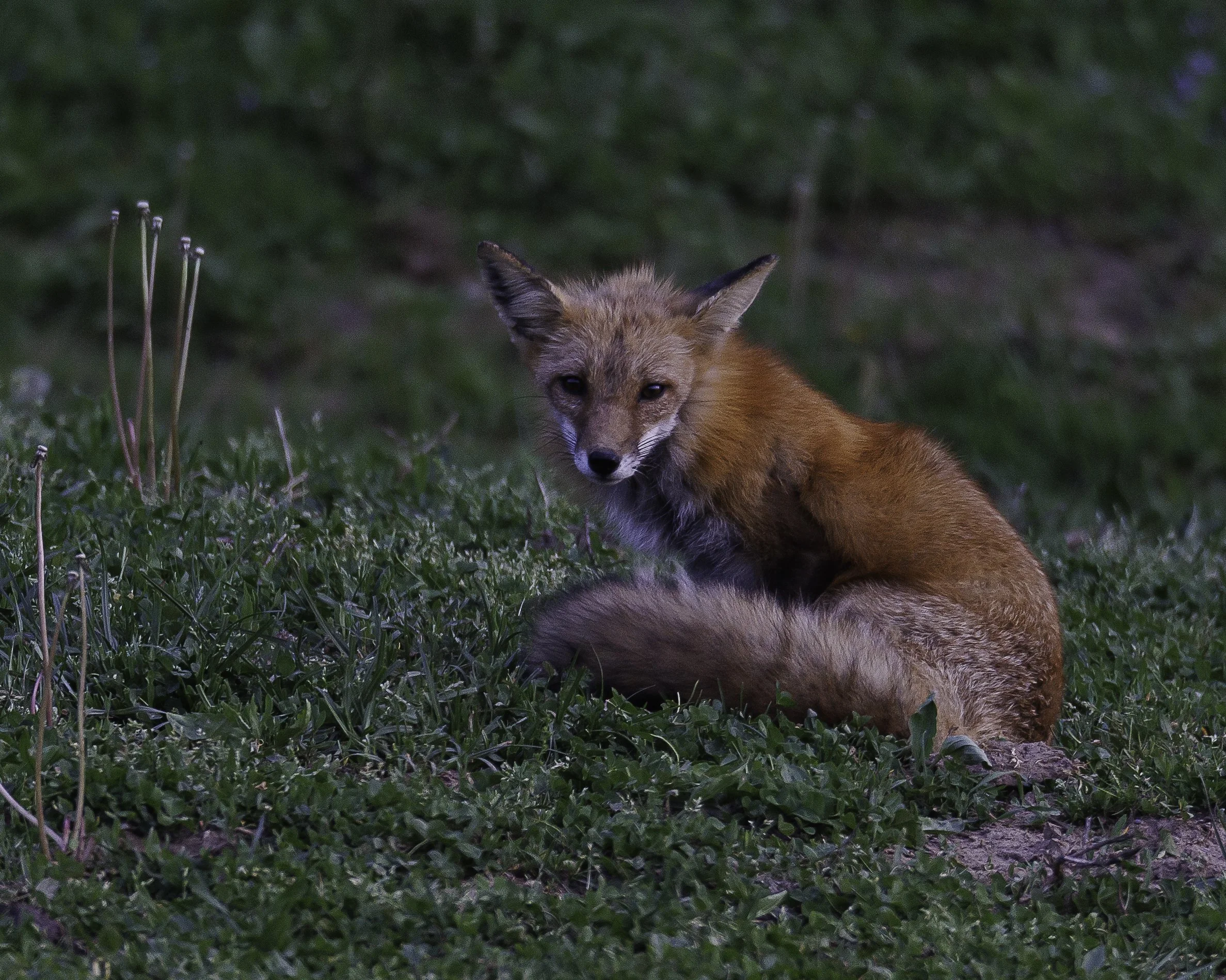 Red Fox by Dave Ackerman