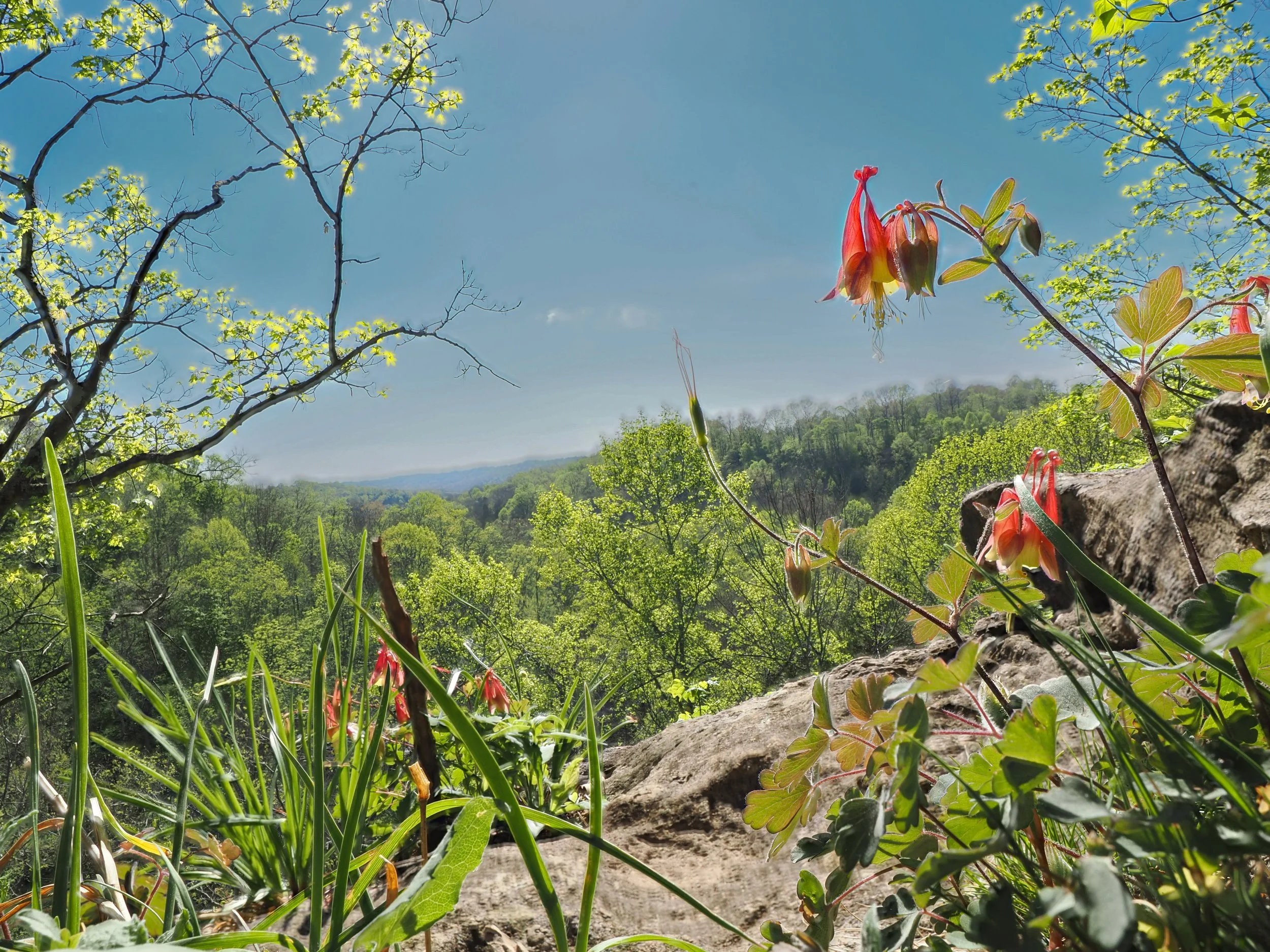 Quiverheart Overlook.jpg