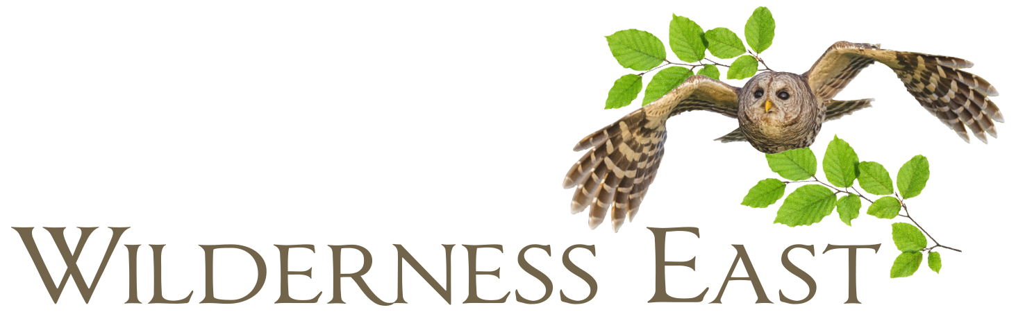 Wilderness East