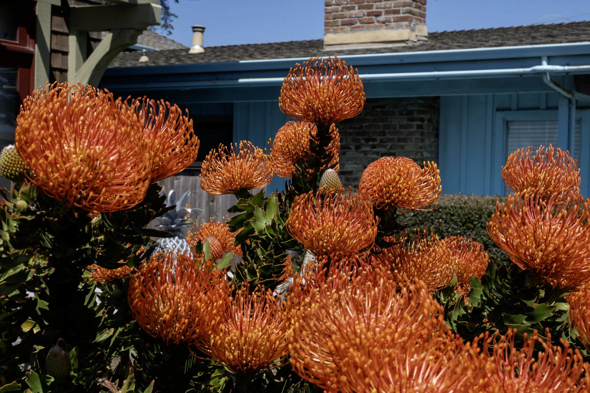Close-up of vibrant orange and yellow flowers with spiky petals in a garden with a blue building and brick wall in the background.