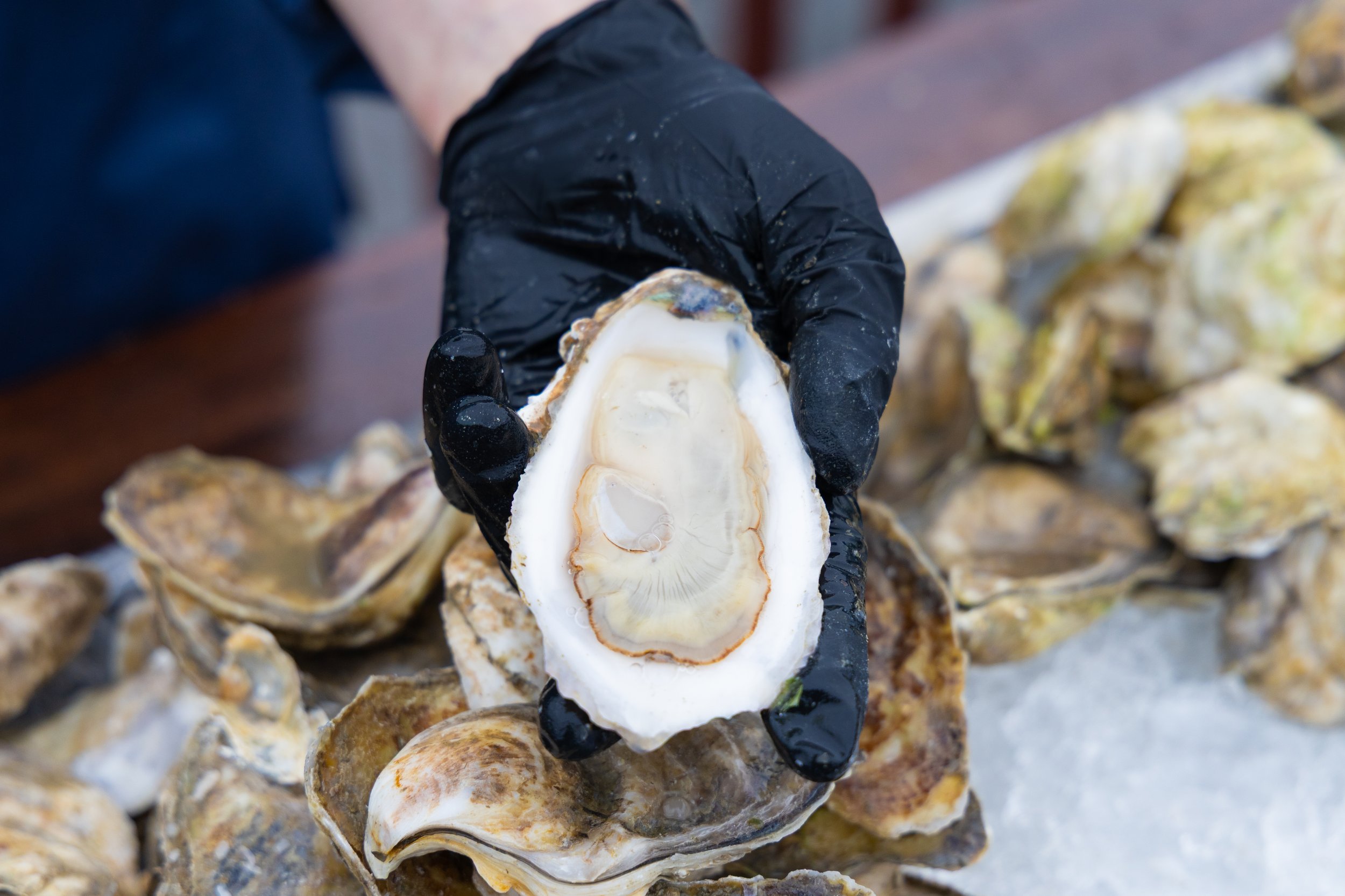 A person wearing a black glove holding an oyster shell among other shells. oyster bar boston new england