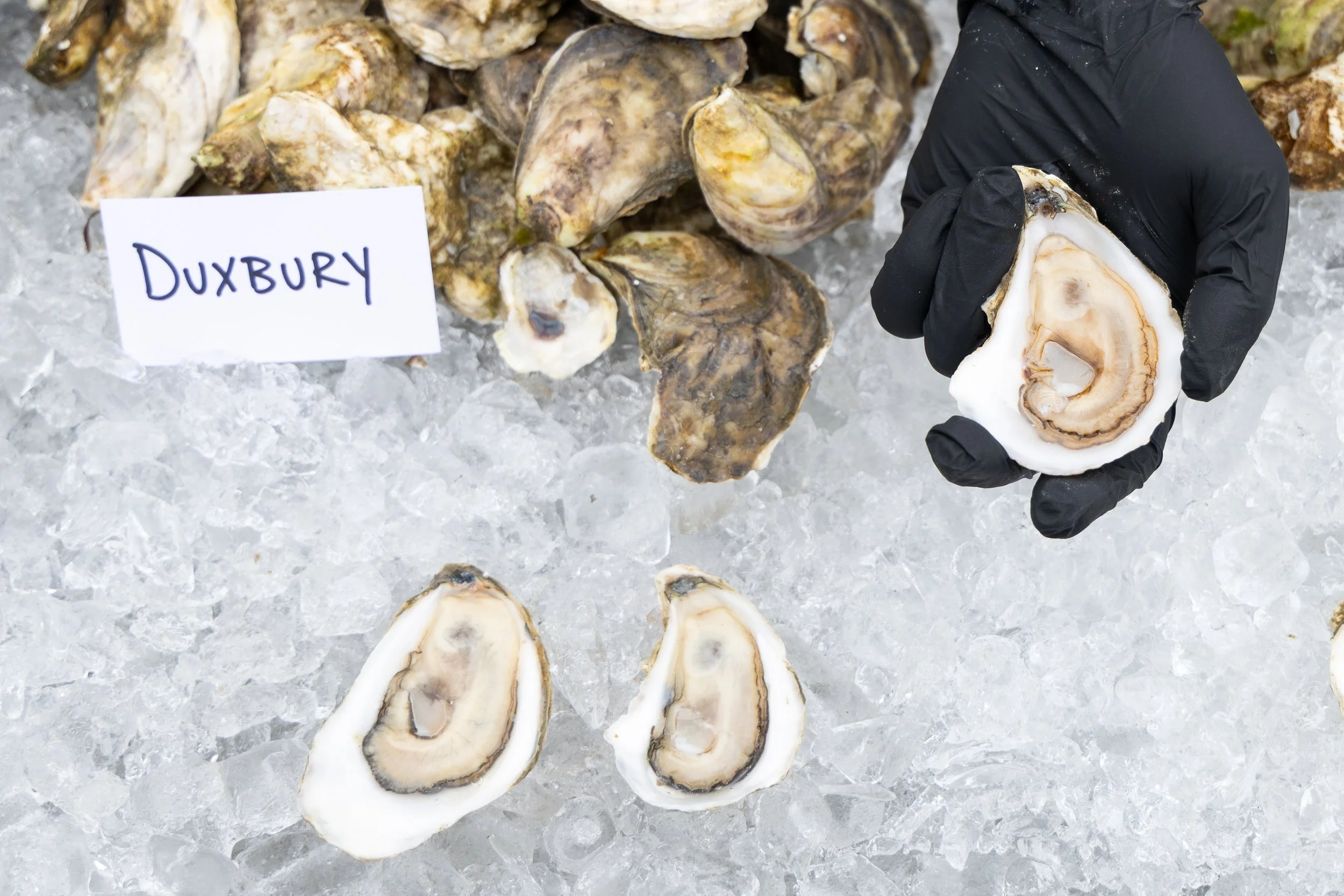 Oysters on ice with a person holding a sliced oyster shell, a handwritten sign reading 'Duxbury', and a background of additional oysters.
oyster bar boston new england