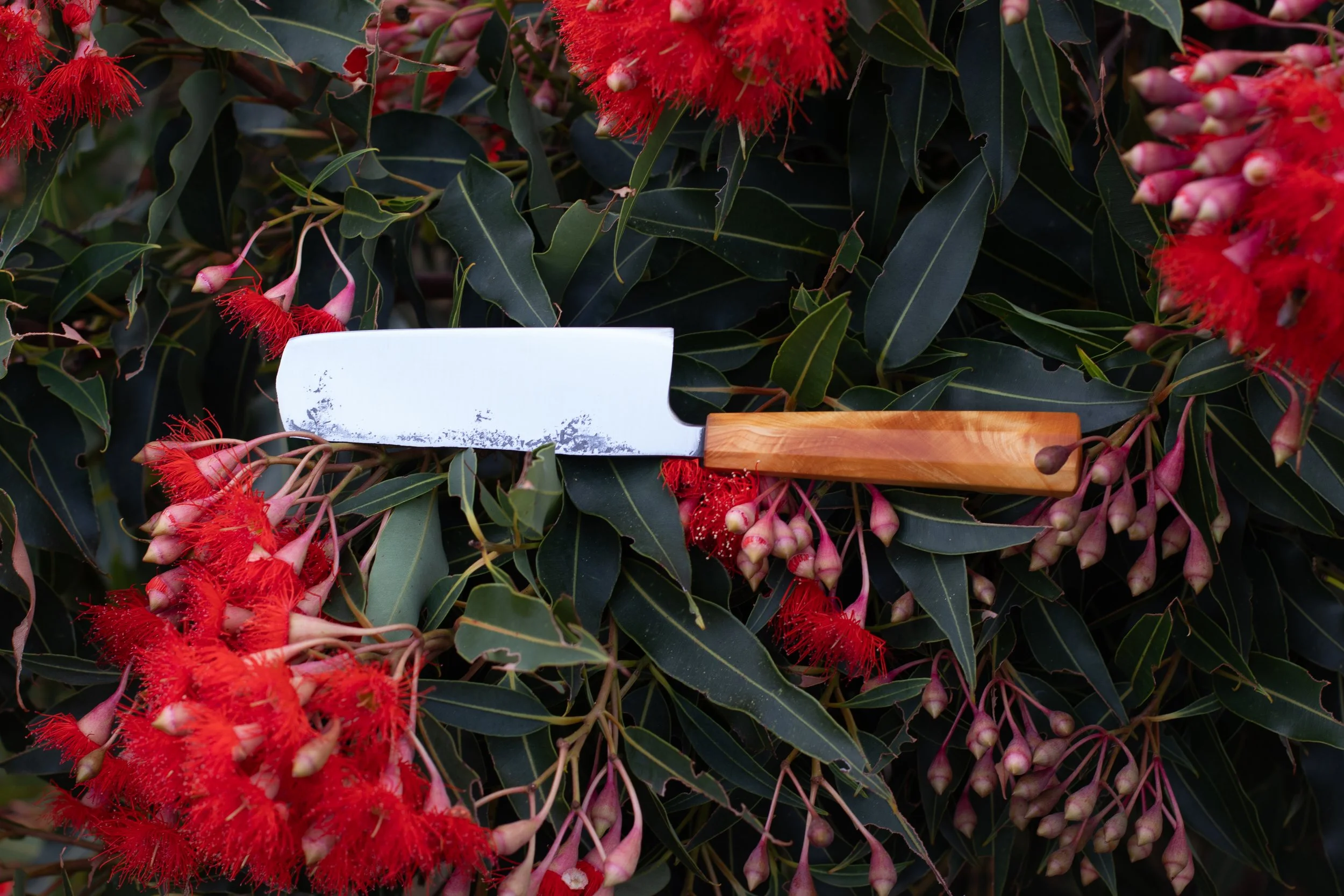 A gardening tool with a wooden handle and metal blade resting among red flowering plants with dark green leaves.