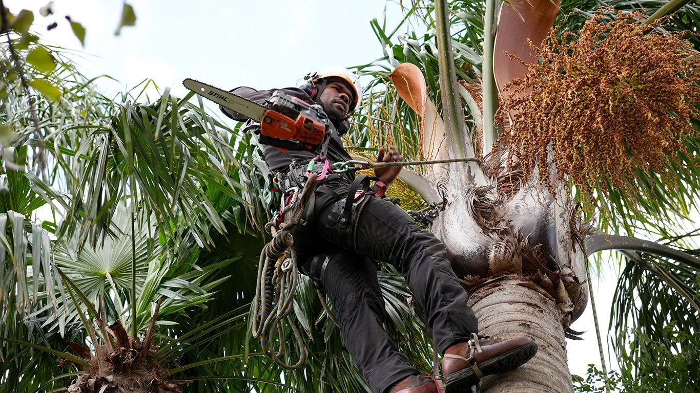 Palm pruning cocos palms