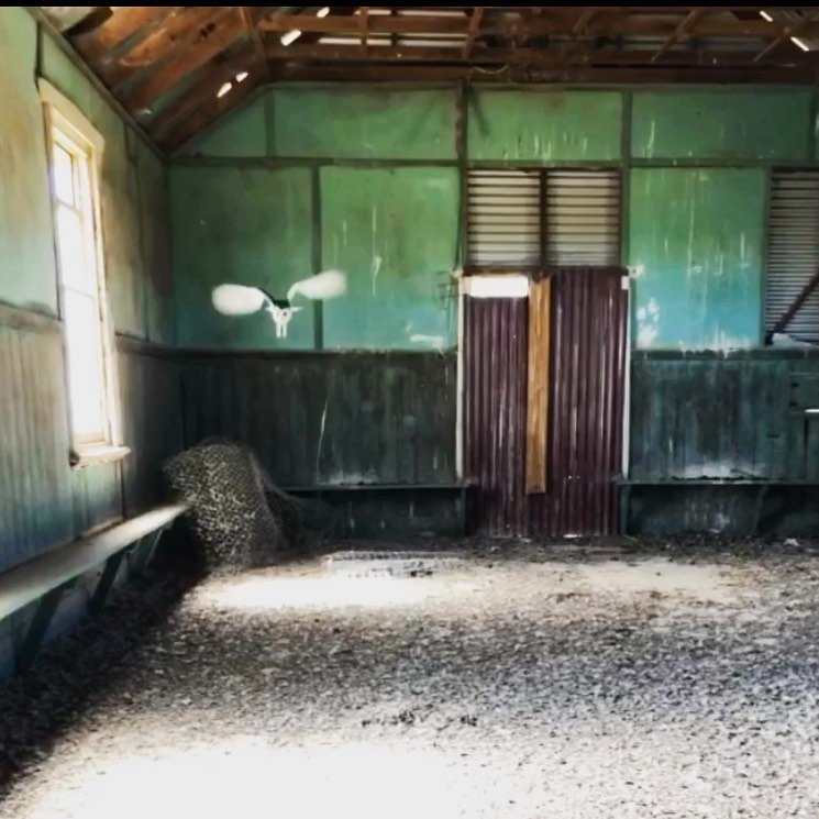Sadly this super atmospheric Public Hall at Watchman has finally succumbed - it survived somehow in the harsh mid North from 1910 - 2023 but it&rsquo;s  gone now and with it our connection to the celebrations and the heartaches of this tiny dot on a 