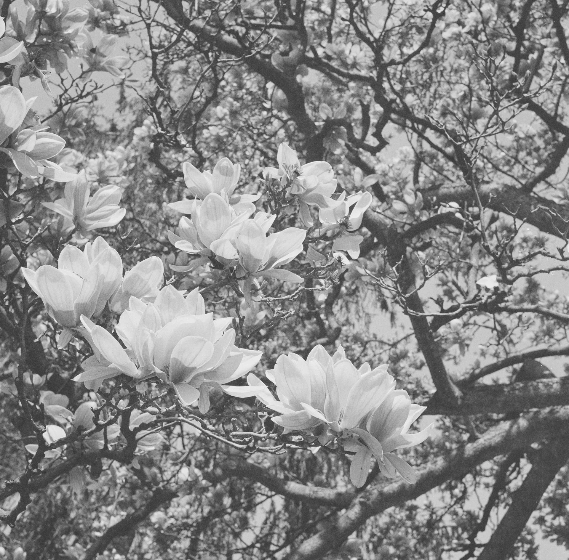 Flowers.jpg