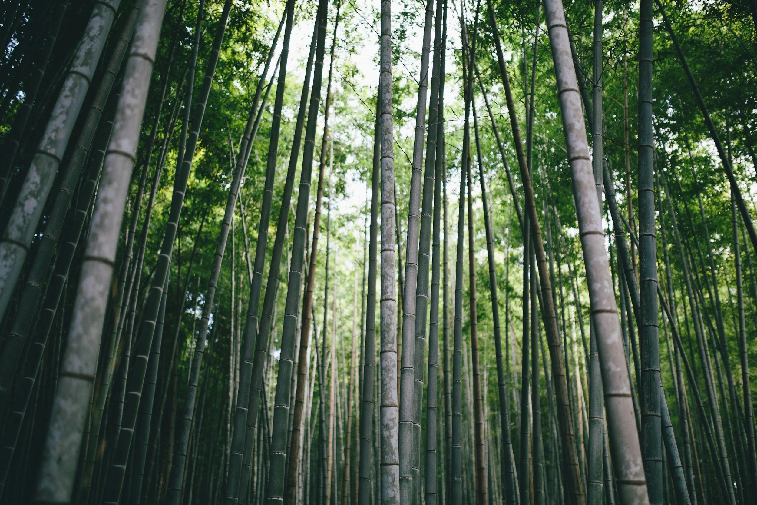 Psychological Benefits of Shinrin-Yoku (Forest Bathing)