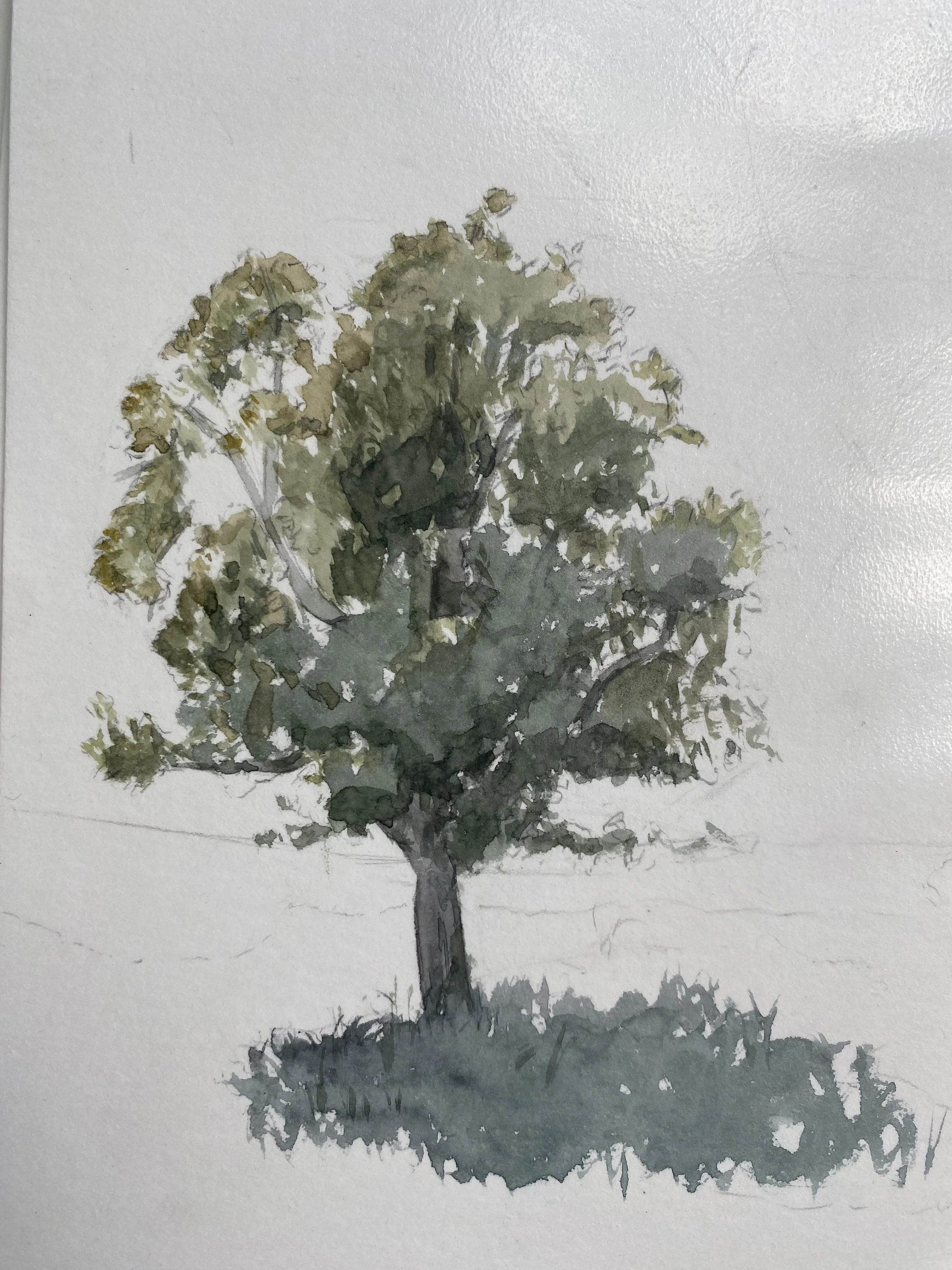 Tree study, 2023. Aquarelle on paper - XXxYYcm
