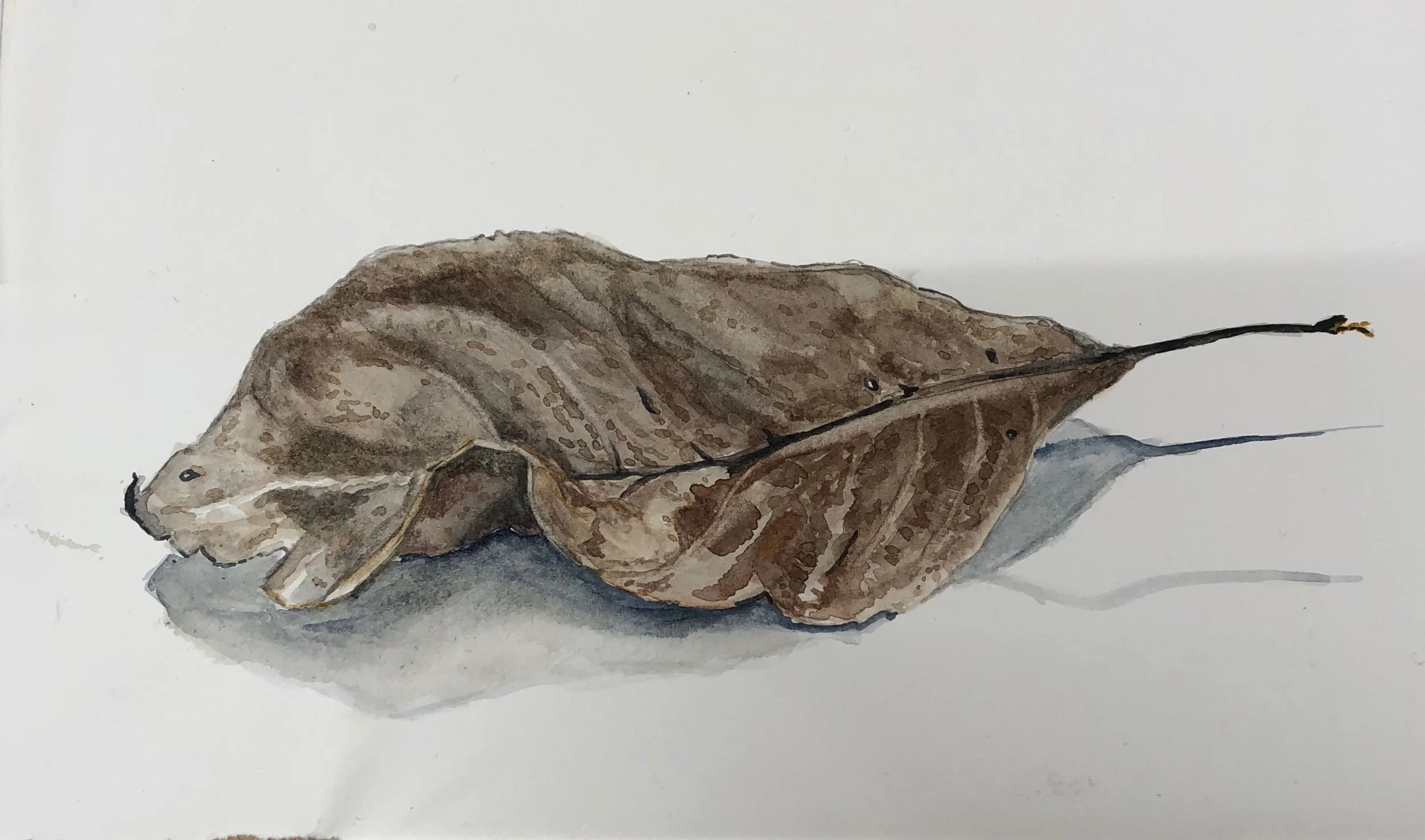 Blatt auf dem Blatt, 2020. Aquarelle on paper - XXxYYcm