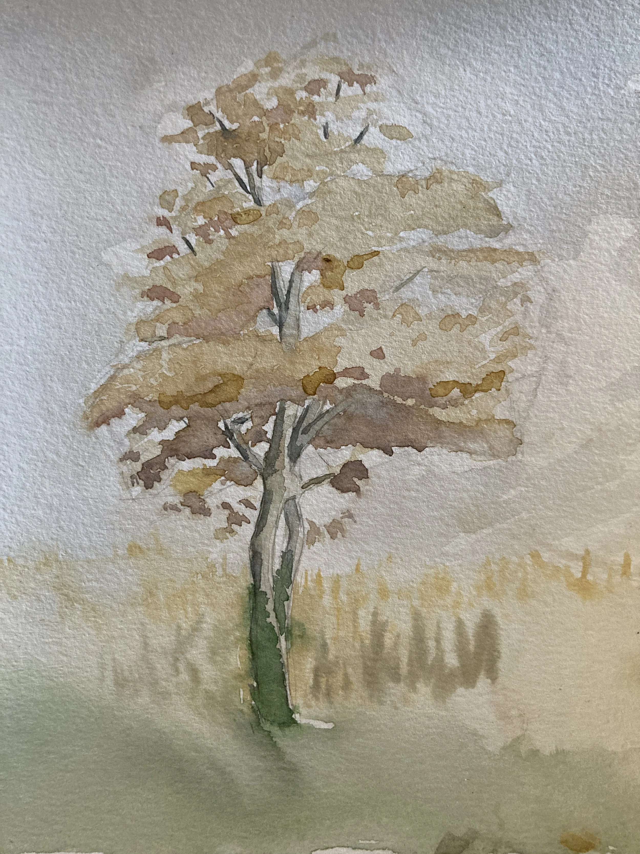 Study of a tree, 2021. Aquarelle on paper - XXxYYcm