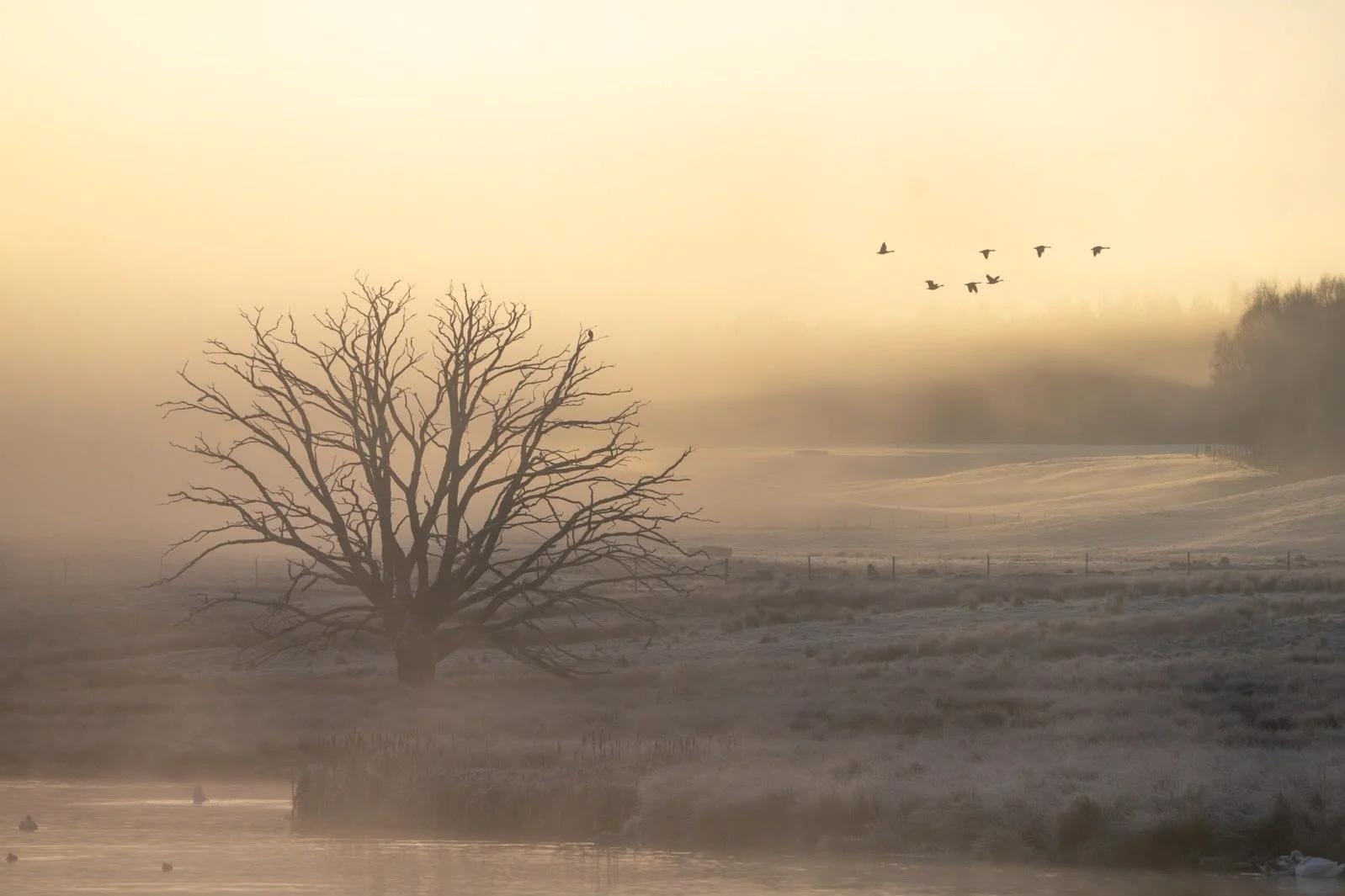 Many of the birds you&rsquo;ll see at Edenhall this autumn have travelled a long way. Redwings and fieldfares arrive from Scandinavia, while pink-footed geese and whooper swans come in from Iceland. 

Happy World Migratory Bird Day. 🪶

@edenhallesta
