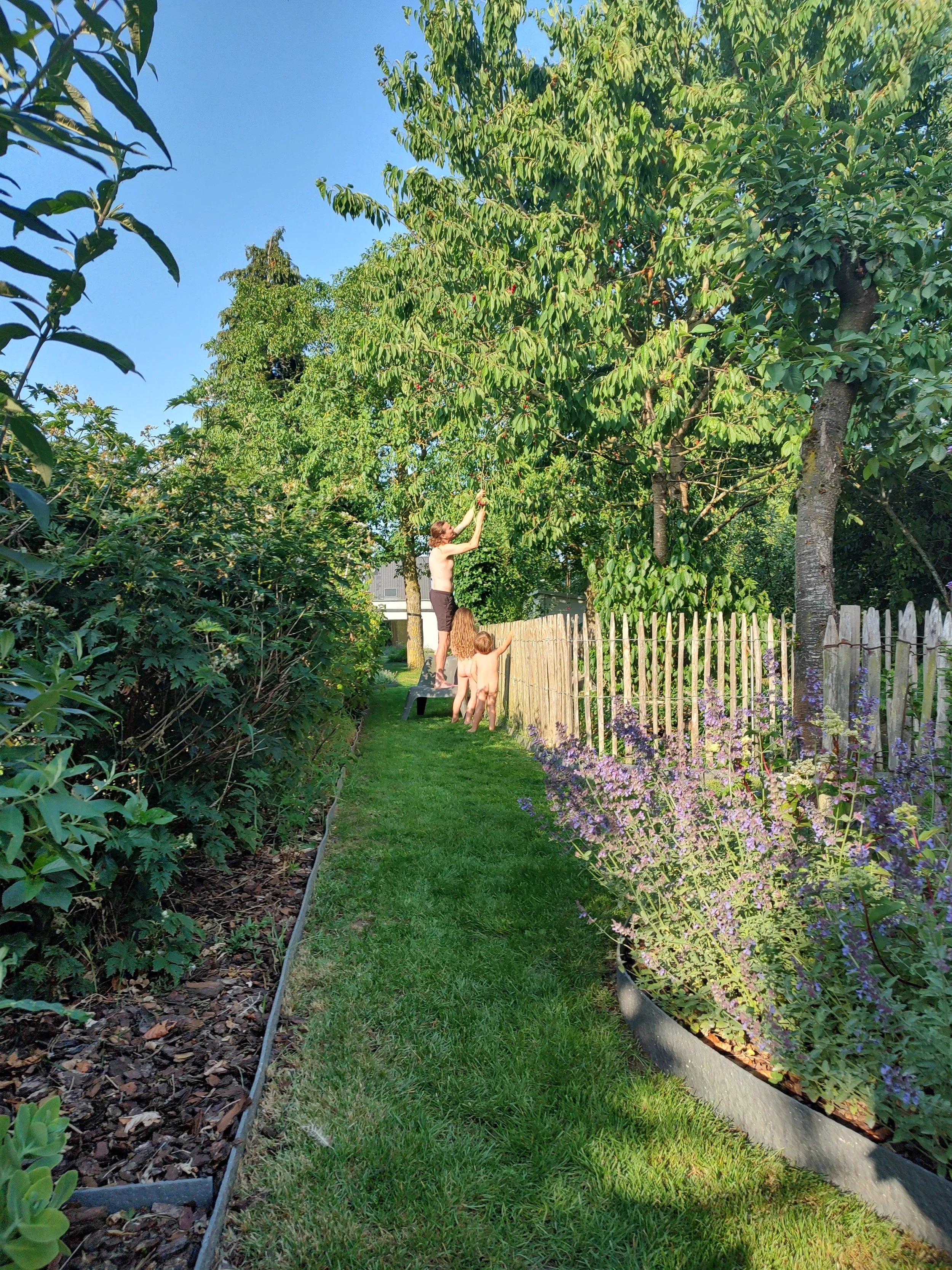 People harvesting fruit from a tree in a backyard garden with lush green plants and a wooden fence, under a clear blue sky.