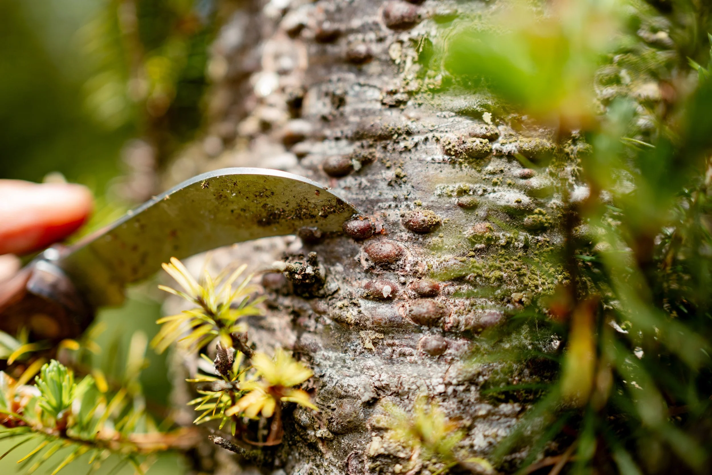 Nahaufnahme von einer Baumrinde, auf der Baumharz oder Knoten sichtbar sind, mit umgebenden grünen Blättern als Symbol für das selbstgebraute Kiesbye Bier