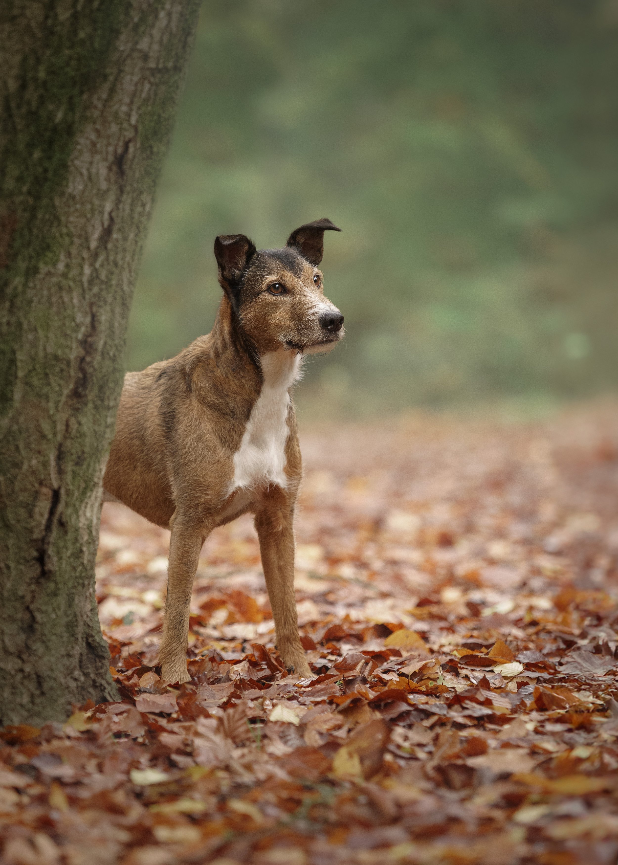 A dog standing behind a tree in a forest covered with autumn leaves.