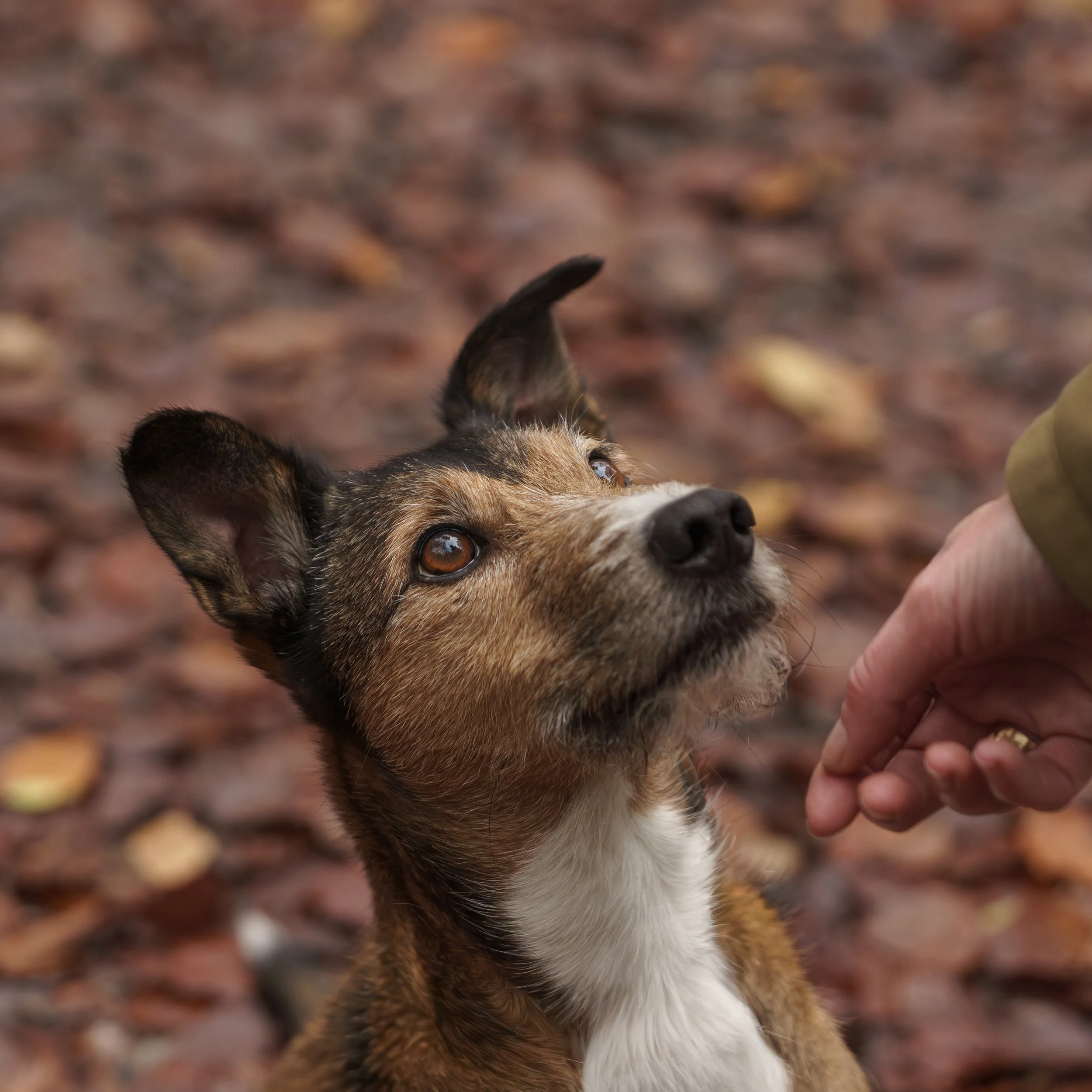 A close-up of a small, brown and white dog looking attentively at a person’s hand, with a background of fallen autumn leaves.