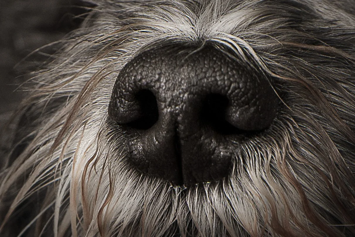 Roo nose.jpg