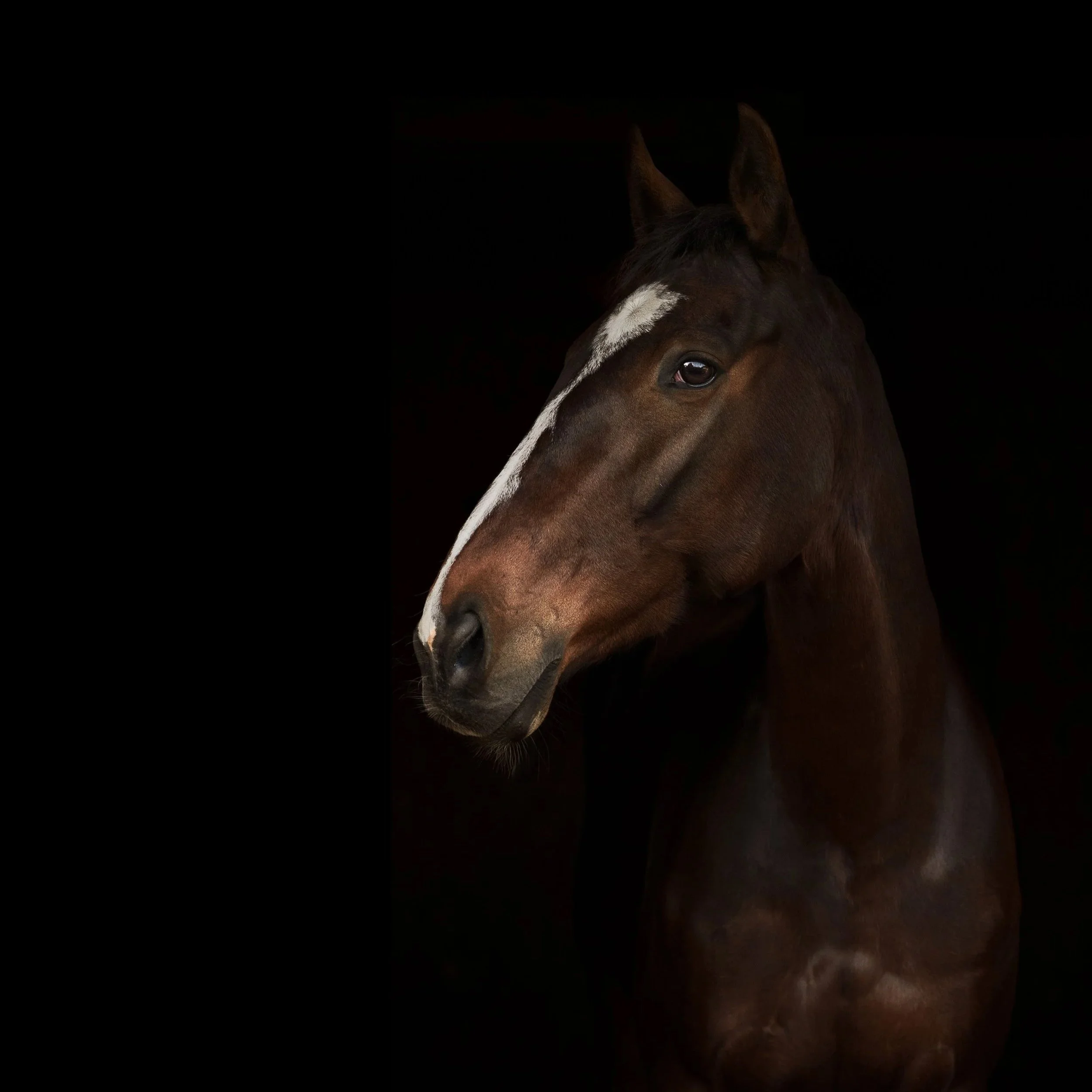 Close-up of a brown horse with a white stripe on its face, set against a dark background.