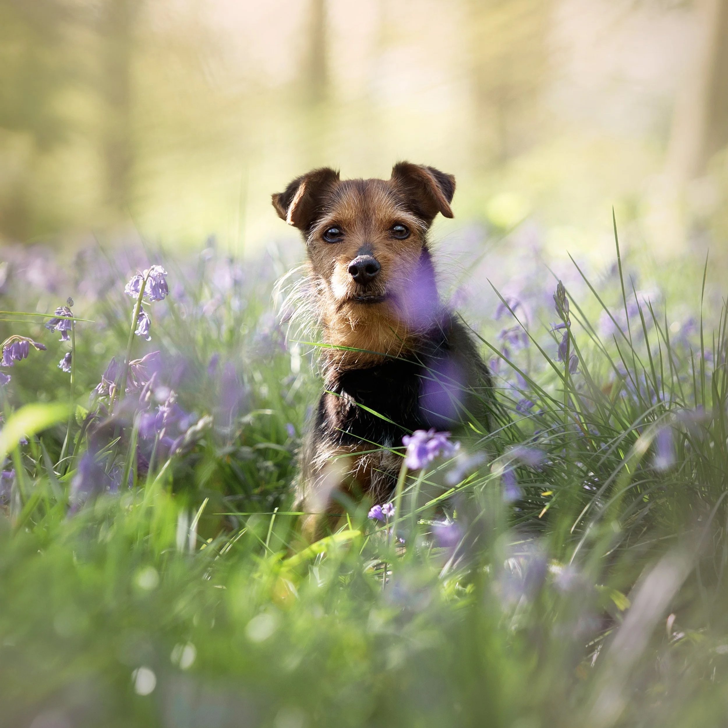 A small brown dog with pointy ears sitting in a field of purple flowers, with a blurred green background.