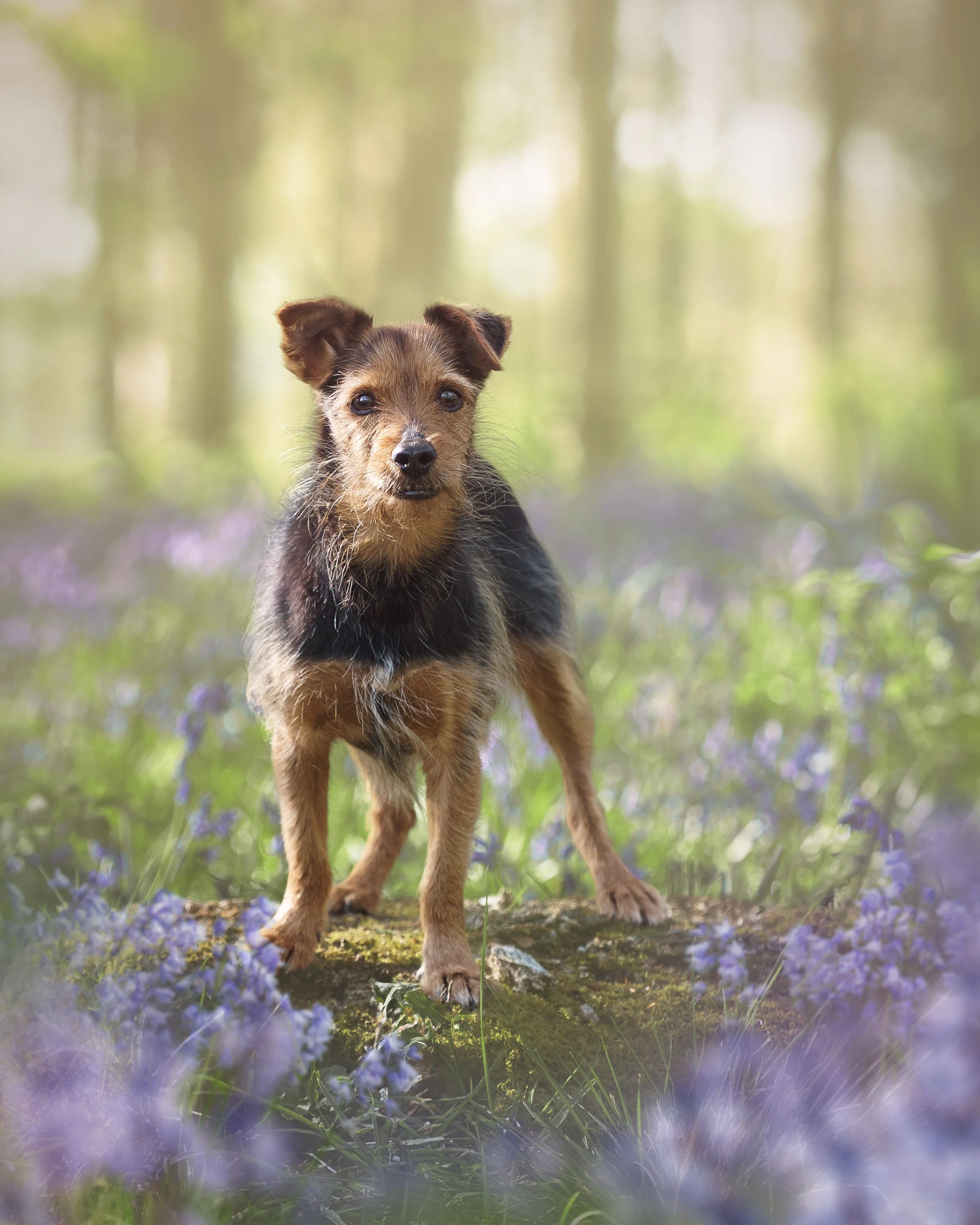A dog standing on a tree log in a forested area with purple flowers in the foreground and blurred trees in the background.