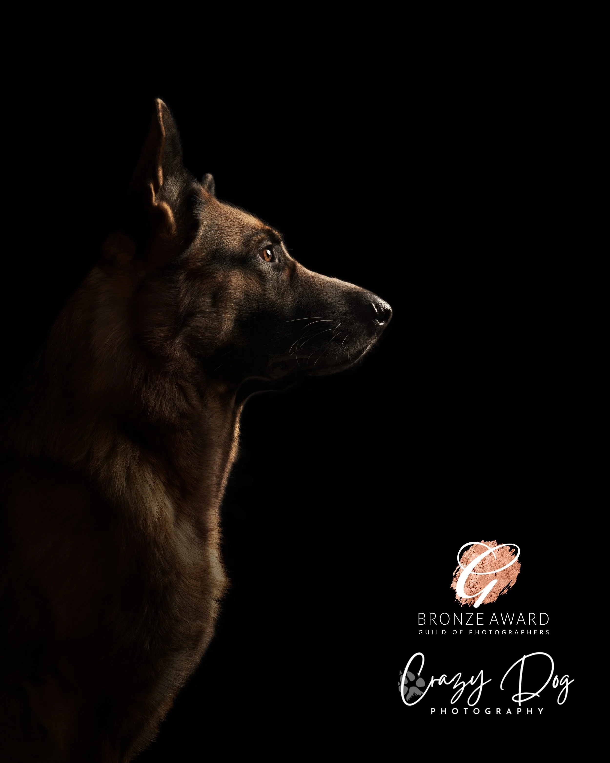 Profile of a dark brown German Shepherd dog looking to the right against a black background, with a logo for Crazy Dog Photography and an award badge in the bottom right corner.