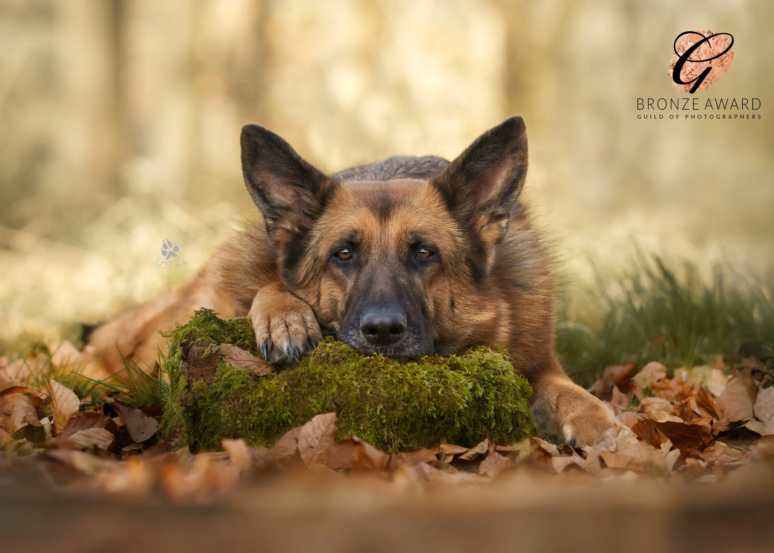 A German Shepherd dog lying on the ground with its head resting on a moss-covered rock, surrounded by fallen autumn leaves in a forest setting.