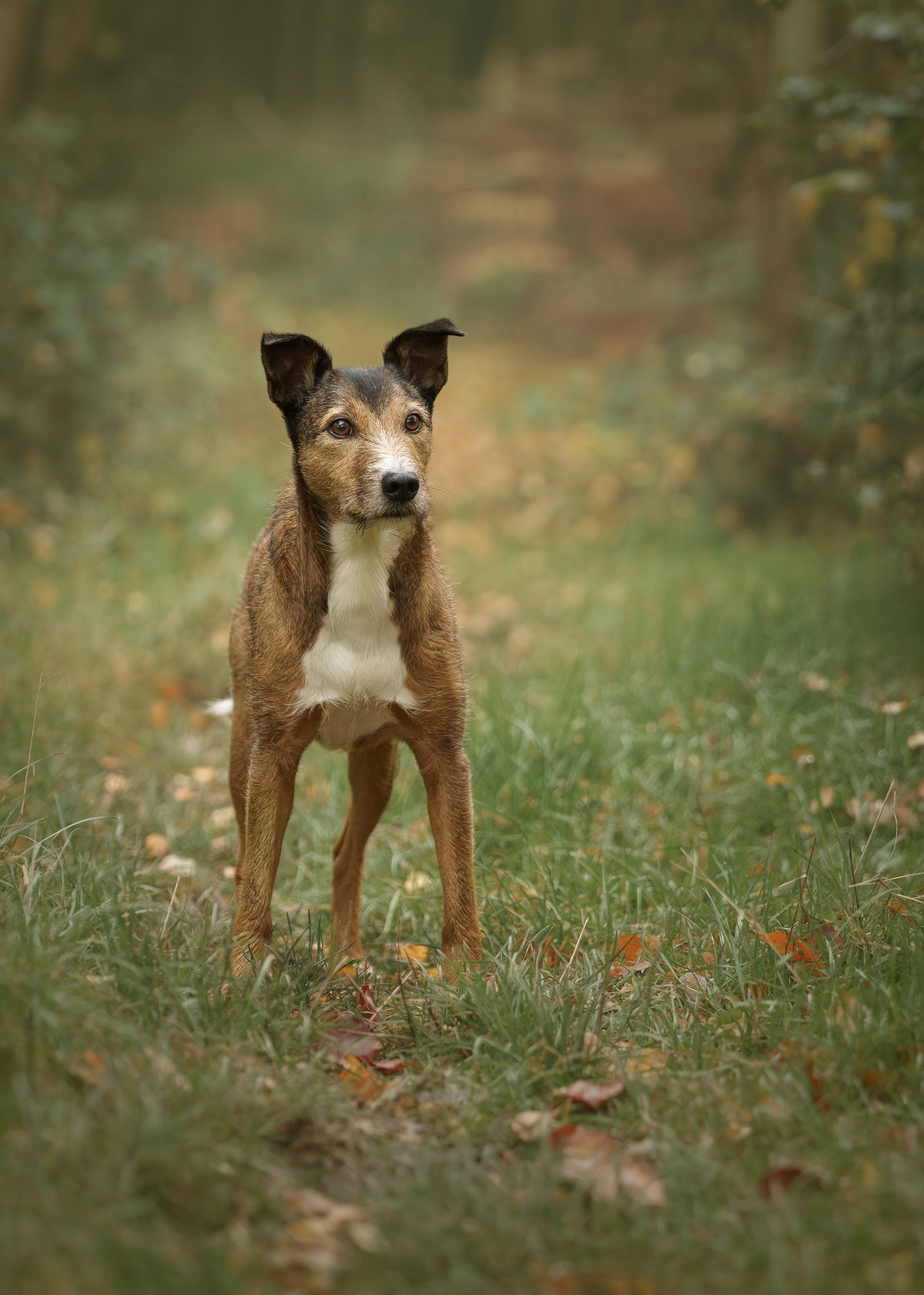 A brown and white dog standing in a grassy forest clearing.